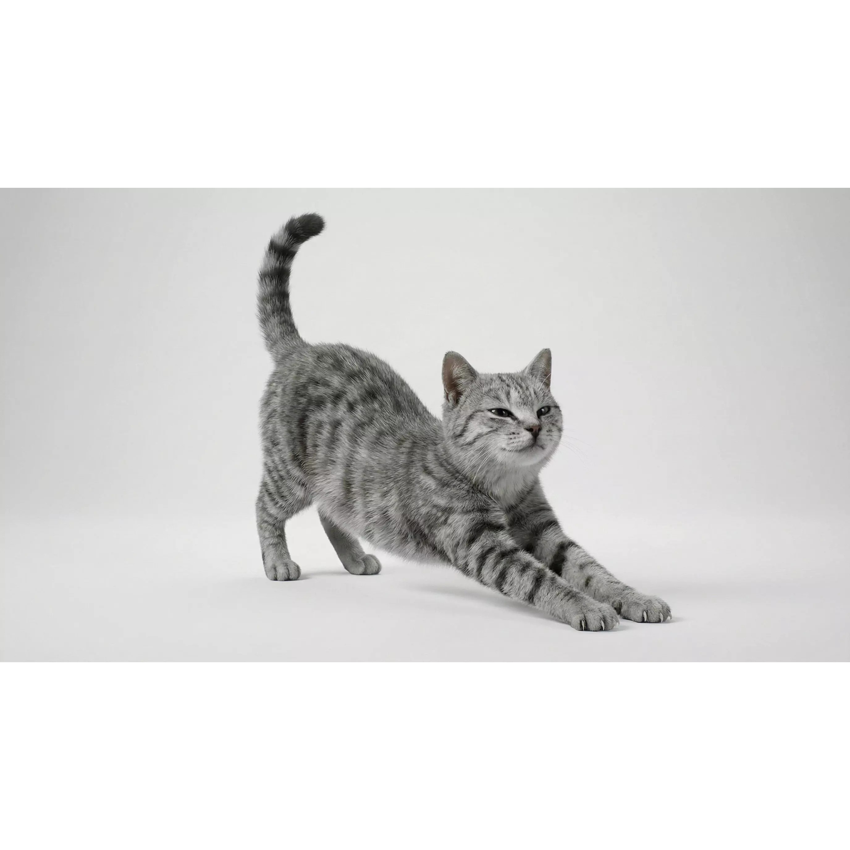 Tabby Cat 3D Model – Rigged Animated Fur, Blender, Game-Ready - View 15