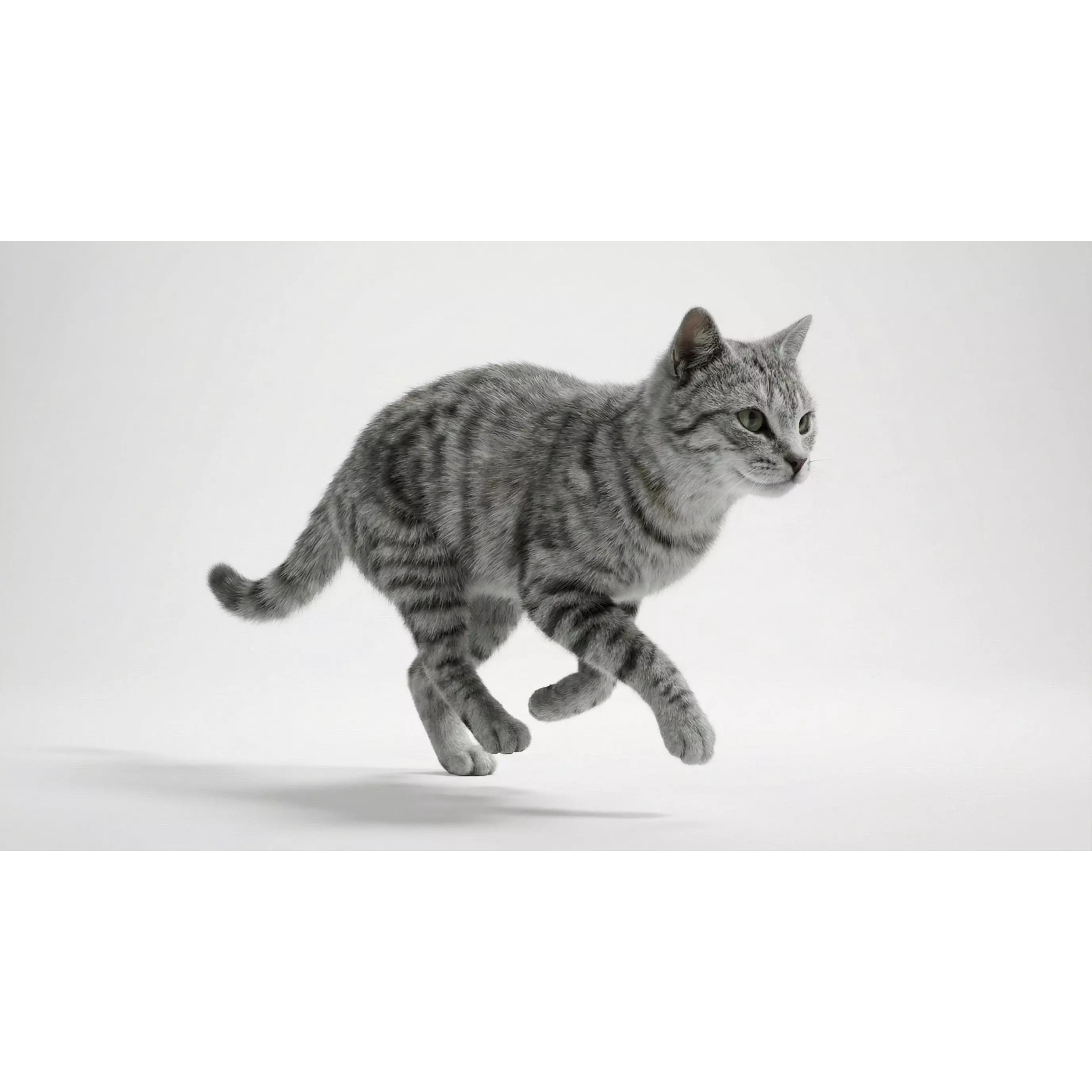 Tabby Cat 3D Model – Rigged Animated Fur, Blender, Game-Ready - View 17