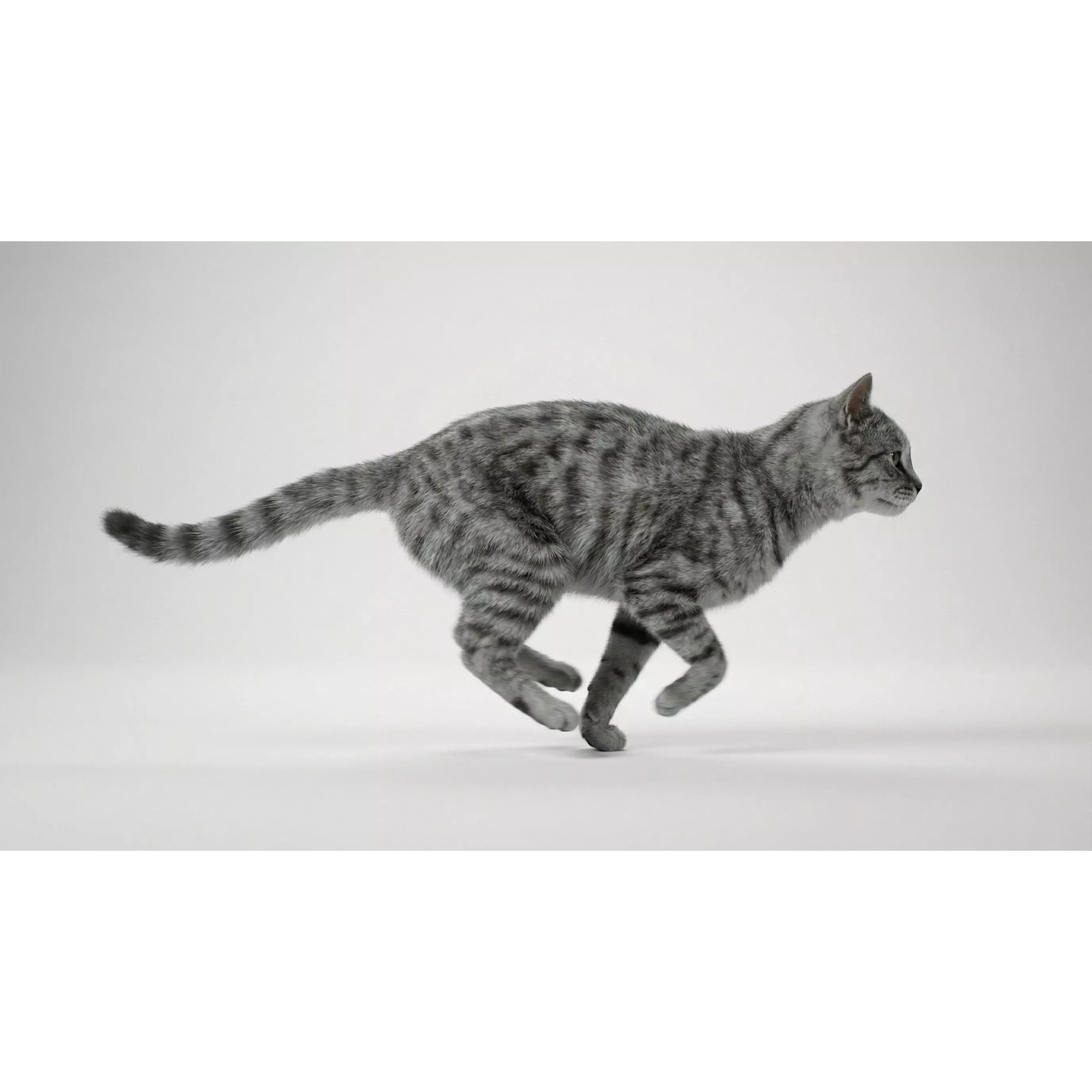 Tabby Cat 3D Model – Rigged Animated Fur, Blender, Game-Ready - View 18