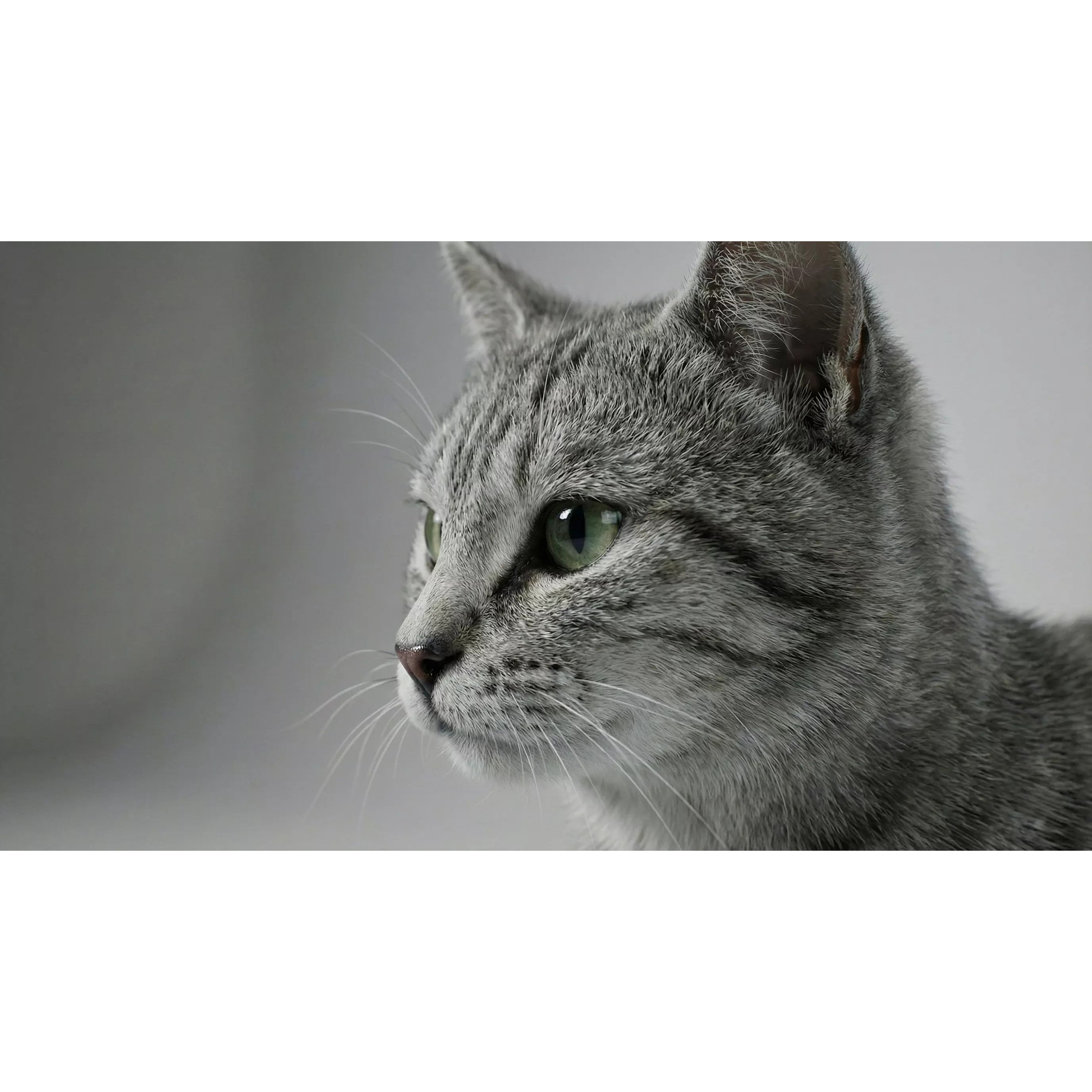 Tabby Cat 3D Model – Rigged Animated Fur, Blender, Game-Ready - View 19