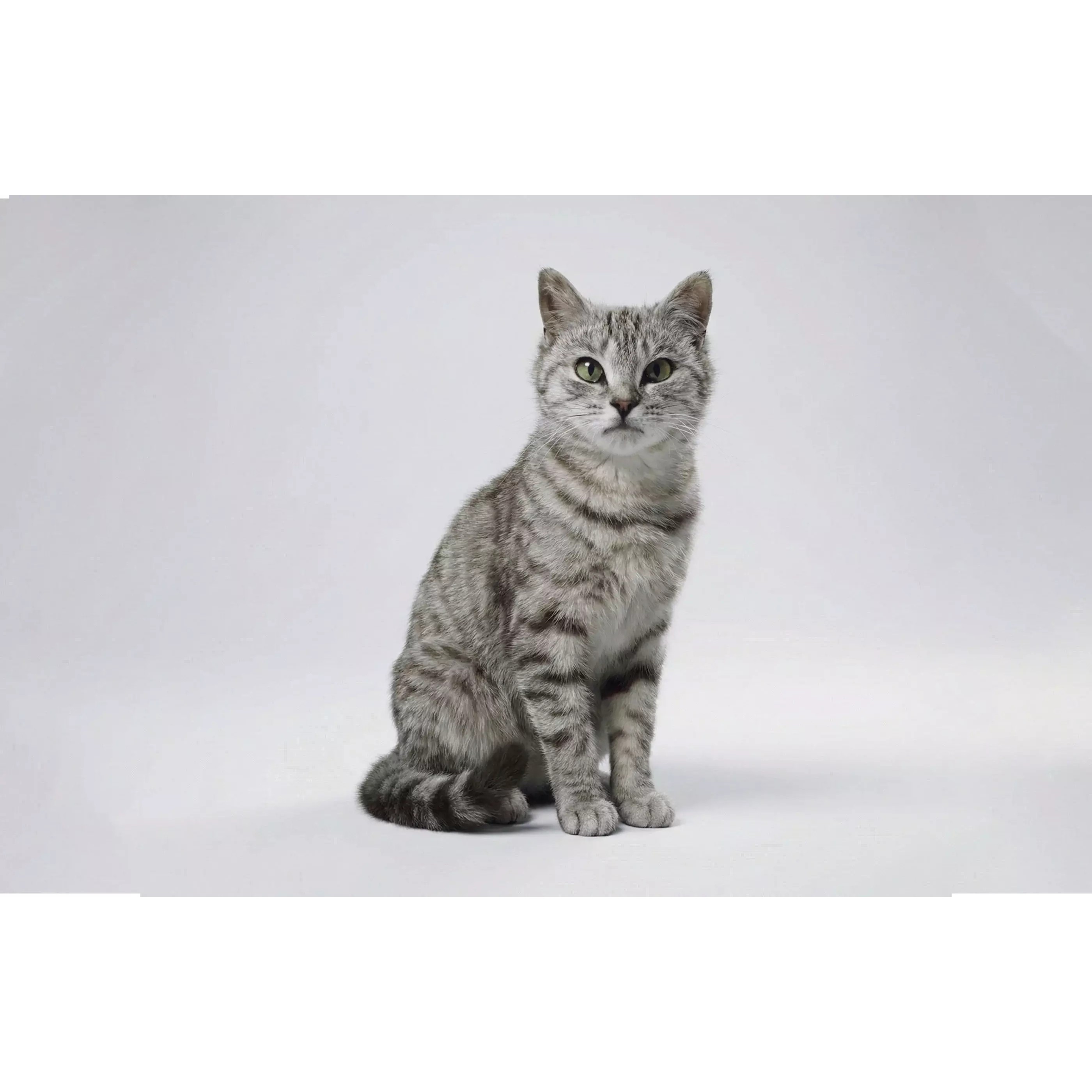 Tabby Cat 3D Model – Rigged Animated Fur, Blender, Game-Ready - View 2