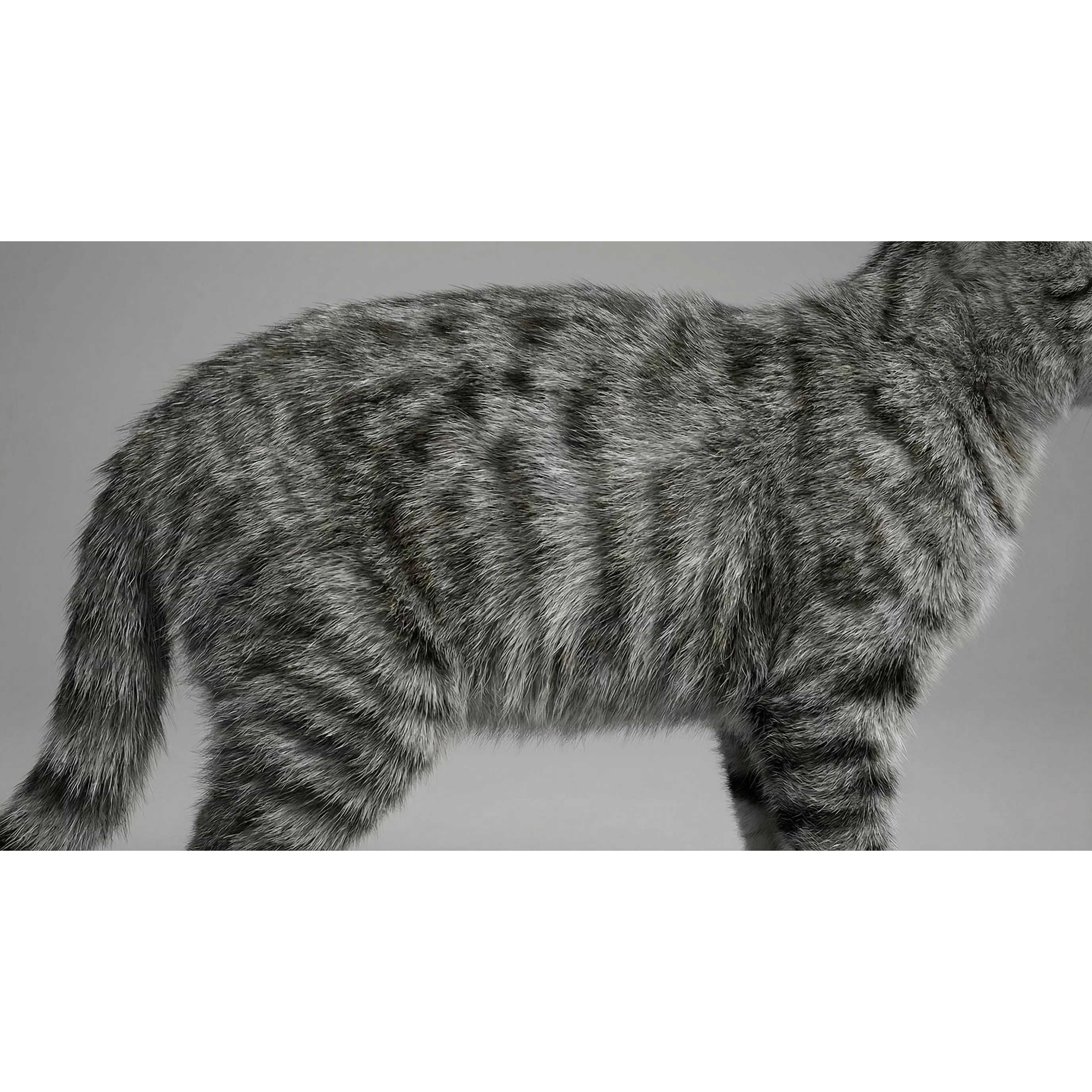 Tabby Cat 3D Model – Rigged Animated Fur, Blender, Game-Ready - View 20