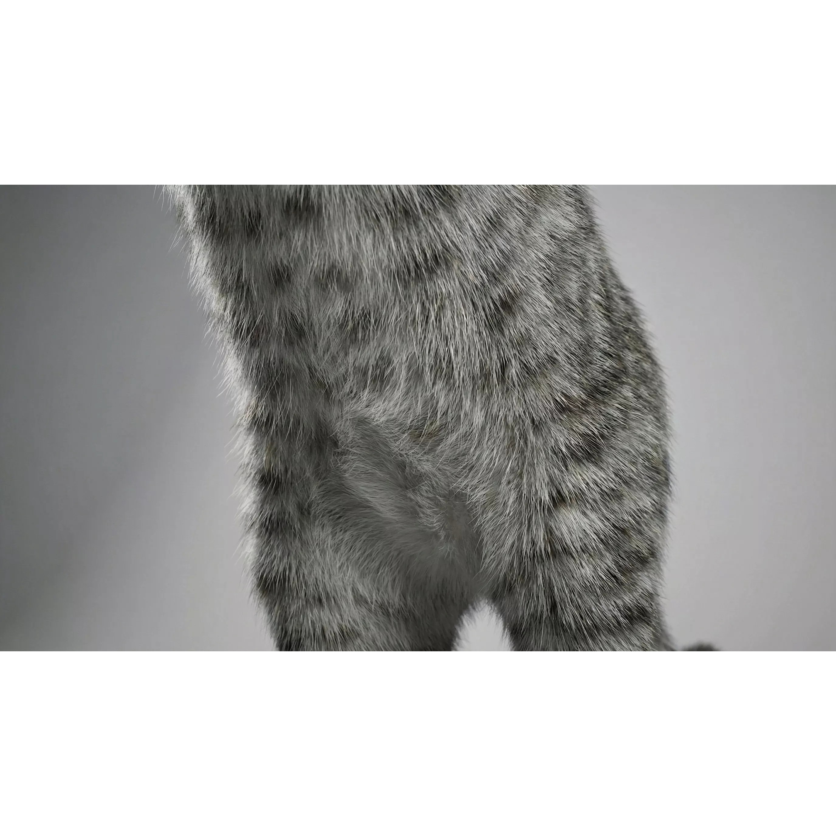 Tabby Cat 3D Model – Rigged Animated Fur, Blender, Game-Ready - View 21