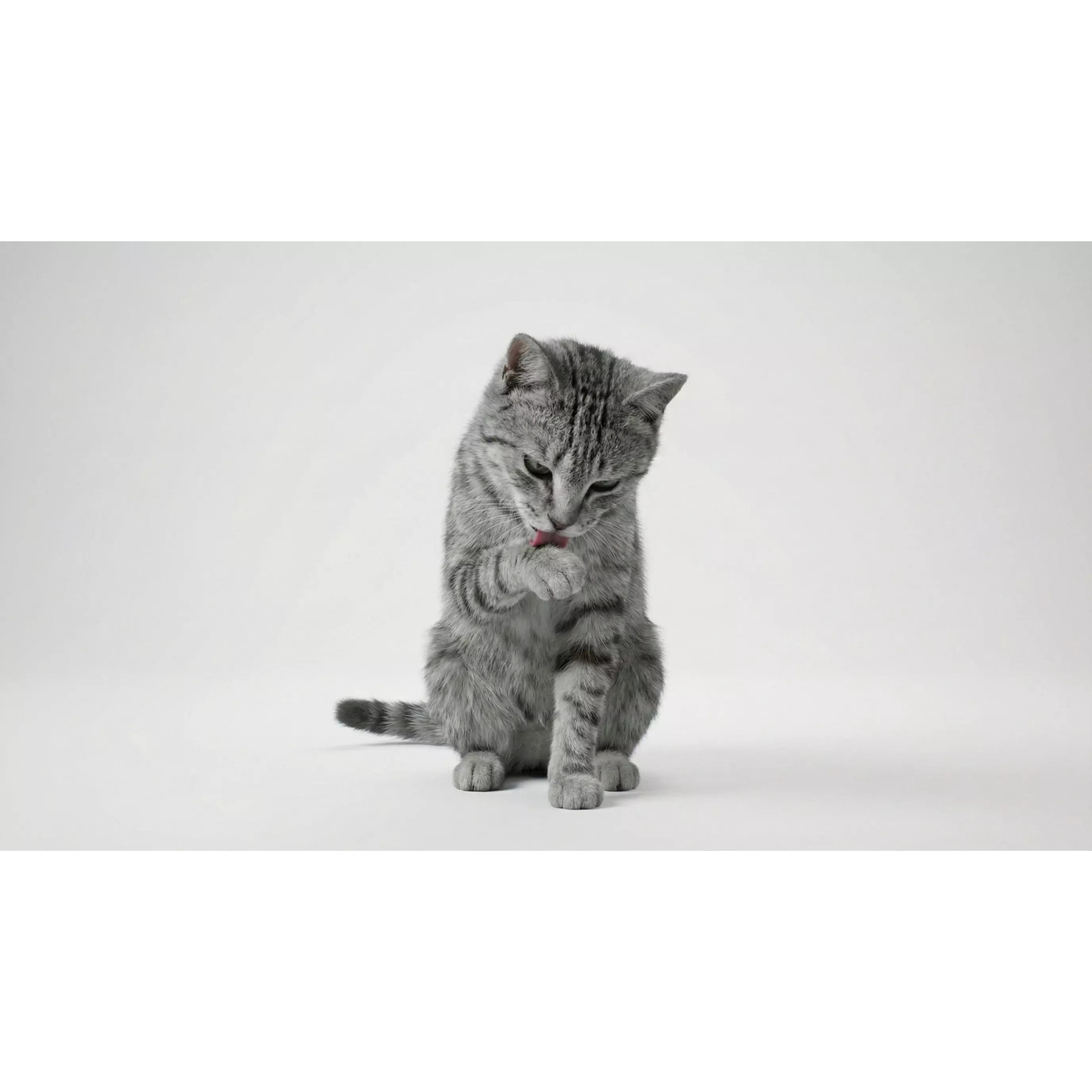 Tabby Cat 3D Model – Rigged Animated Fur, Blender, Game-Ready - View 22