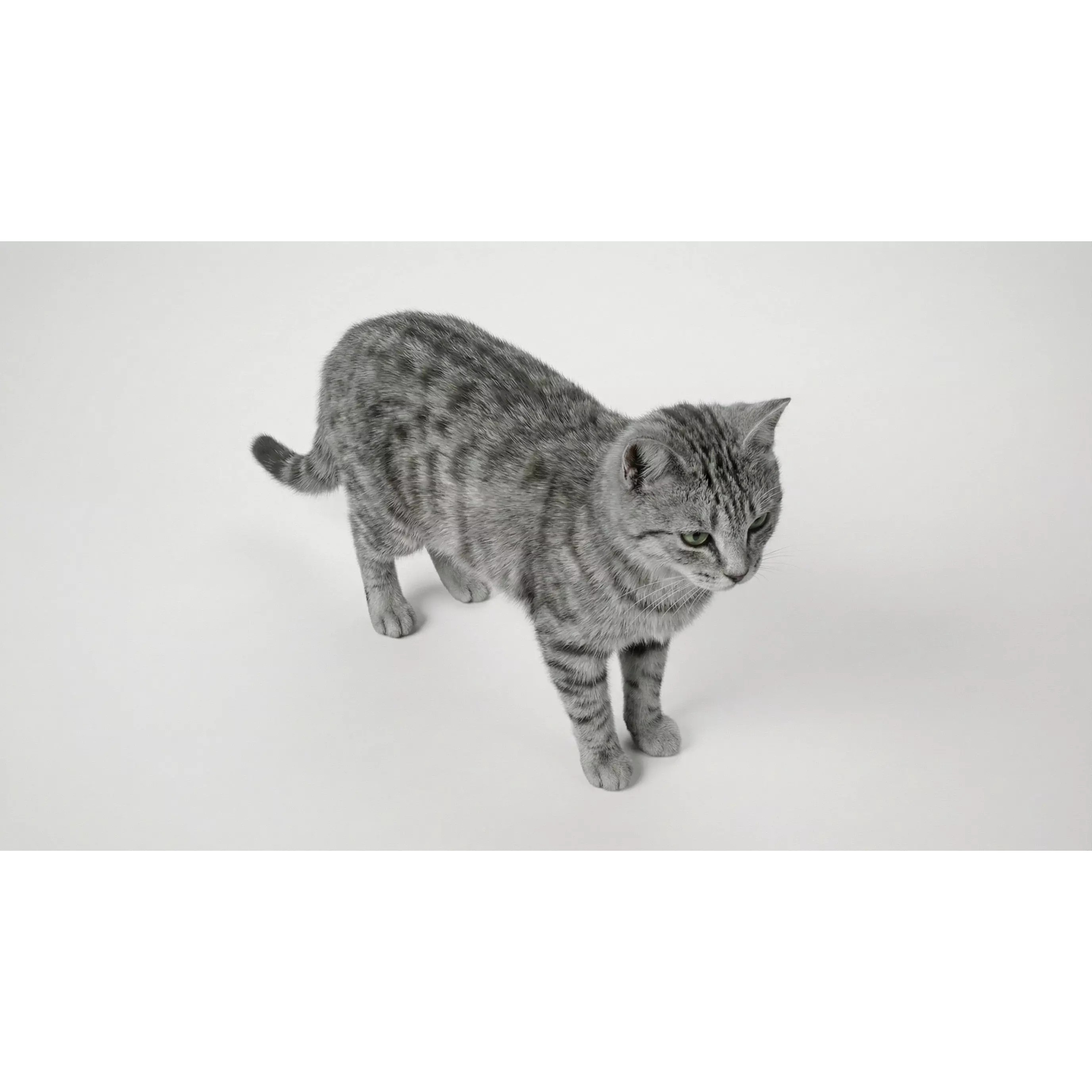 Tabby Cat 3D Model – Rigged Animated Fur, Blender, Game-Ready - View 23