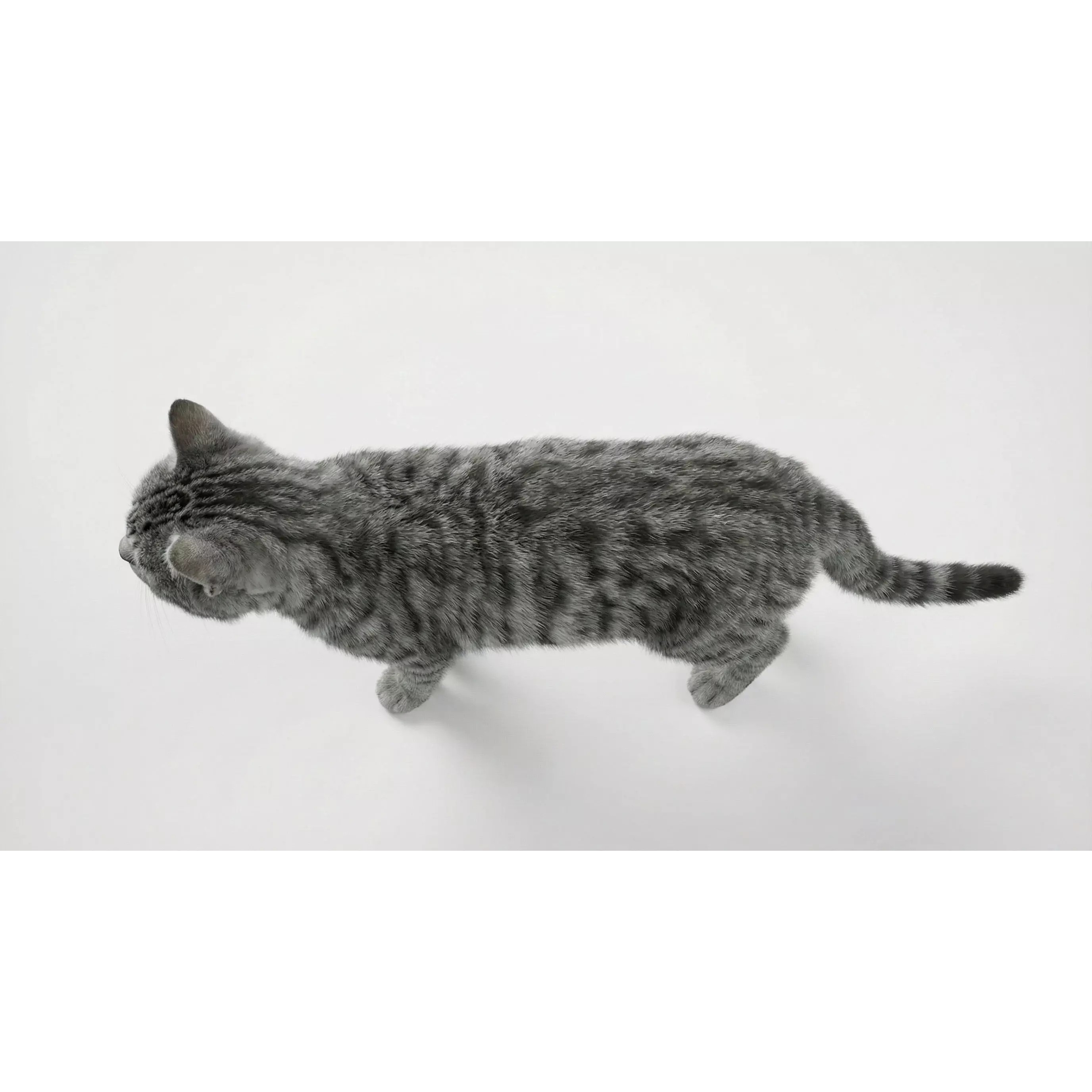 Tabby Cat 3D Model – Rigged Animated Fur, Blender, Game-Ready - View 24