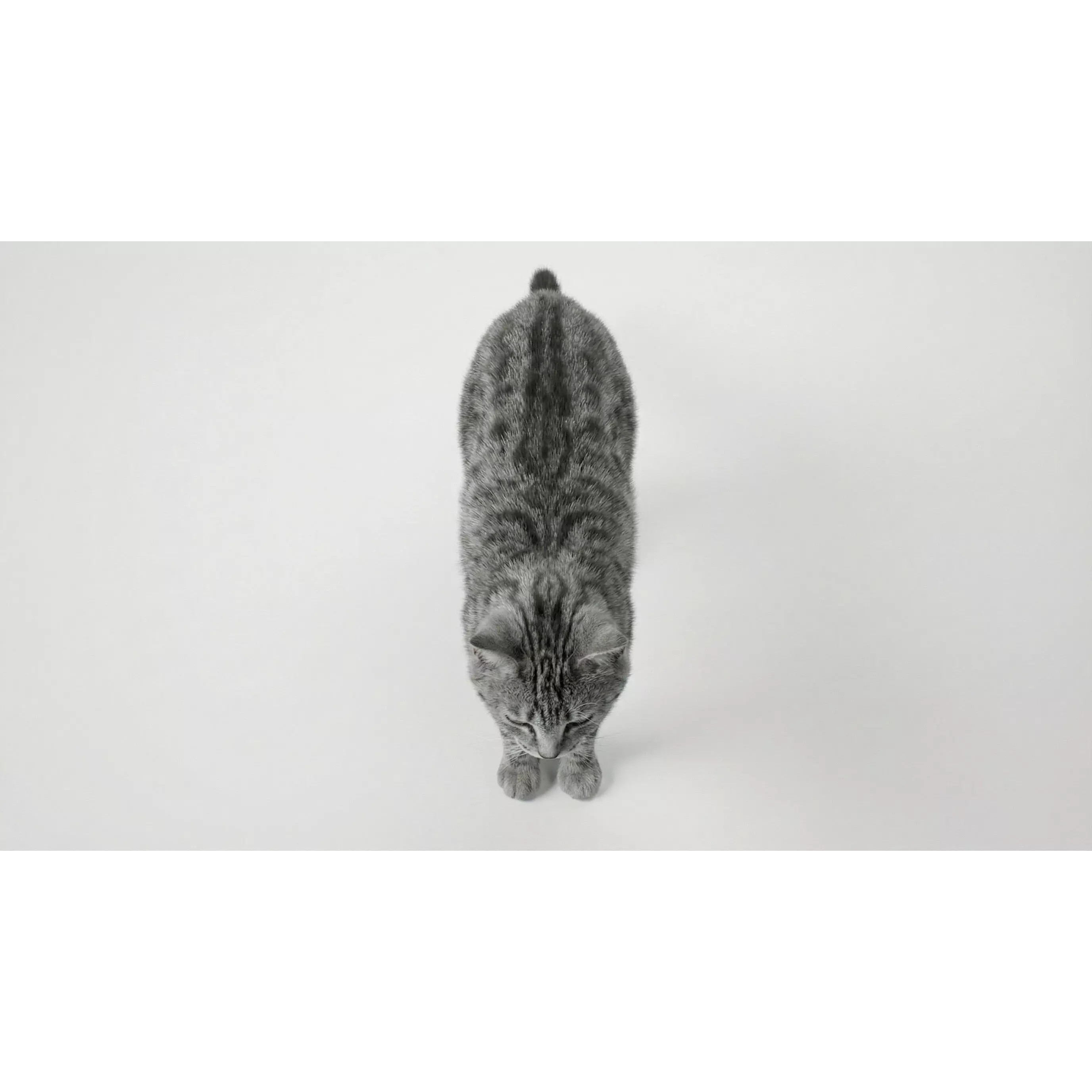 Tabby Cat 3D Model – Rigged Animated Fur, Blender, Game-Ready - View 25