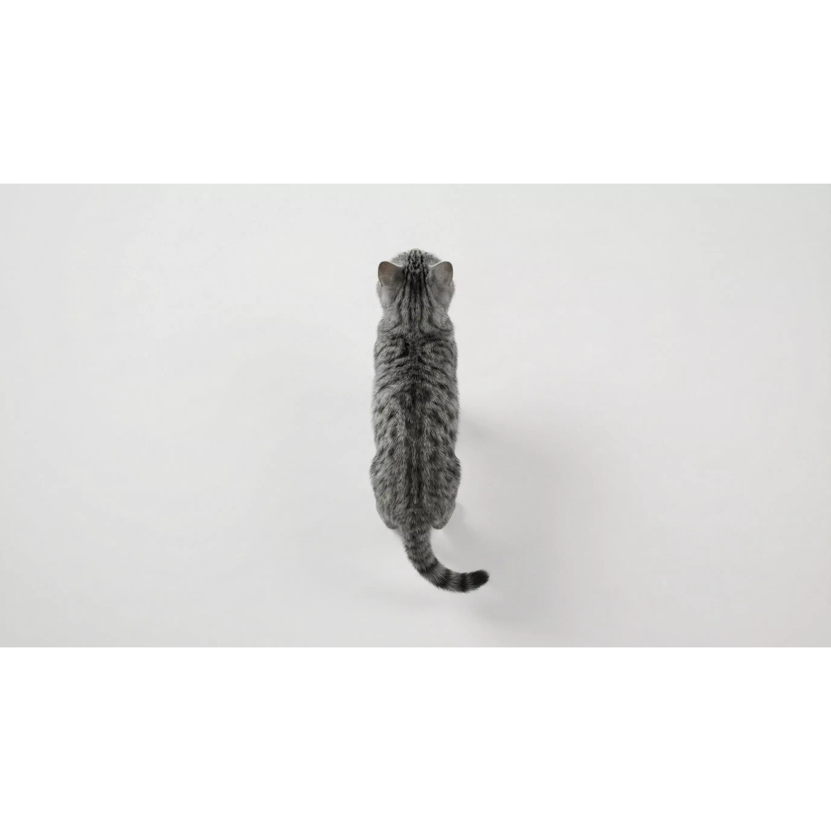 Tabby Cat 3D Model – Rigged Animated Fur, Blender, Game-Ready - View 26