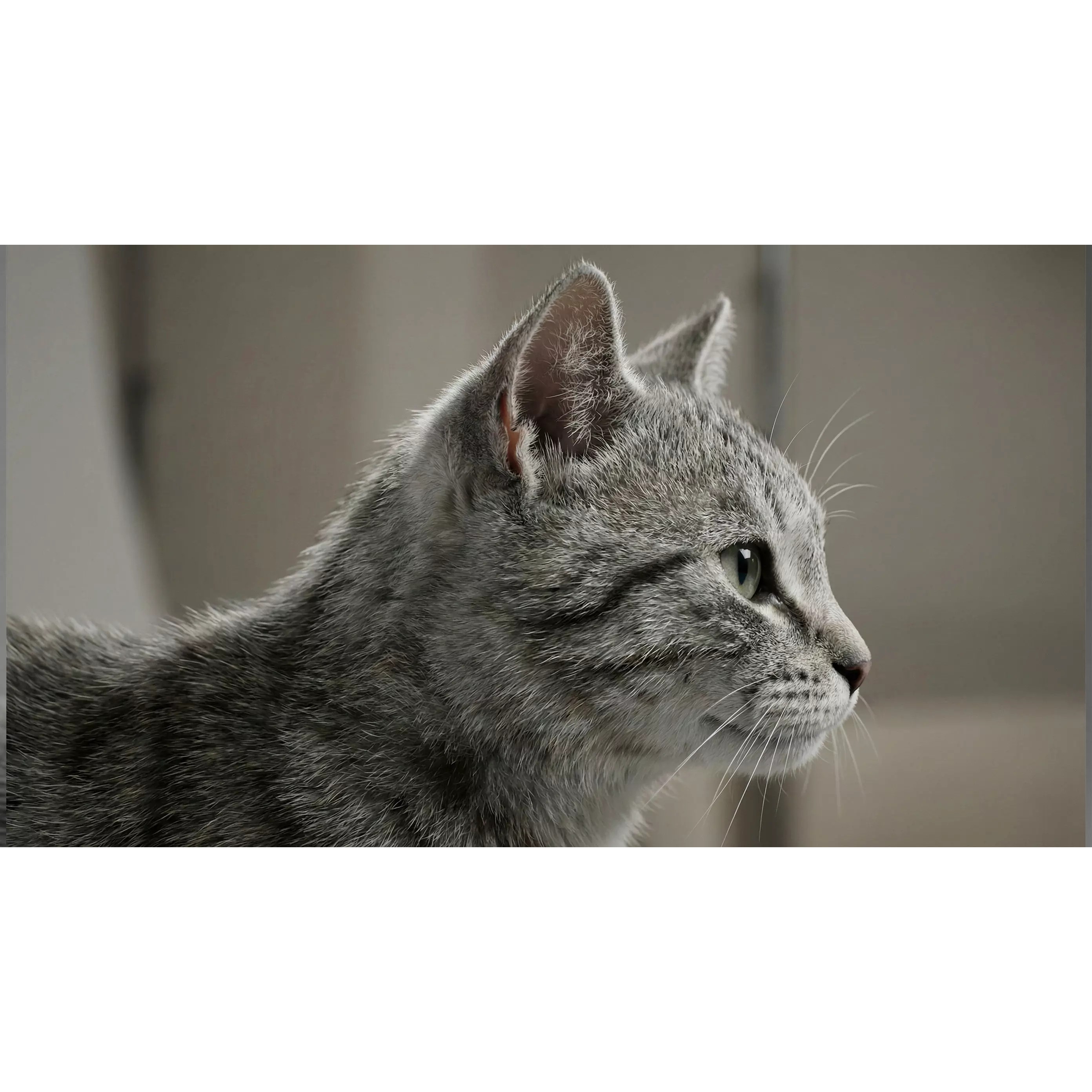 Tabby Cat 3D Model – Rigged Animated Fur, Blender, Game-Ready - View 5
