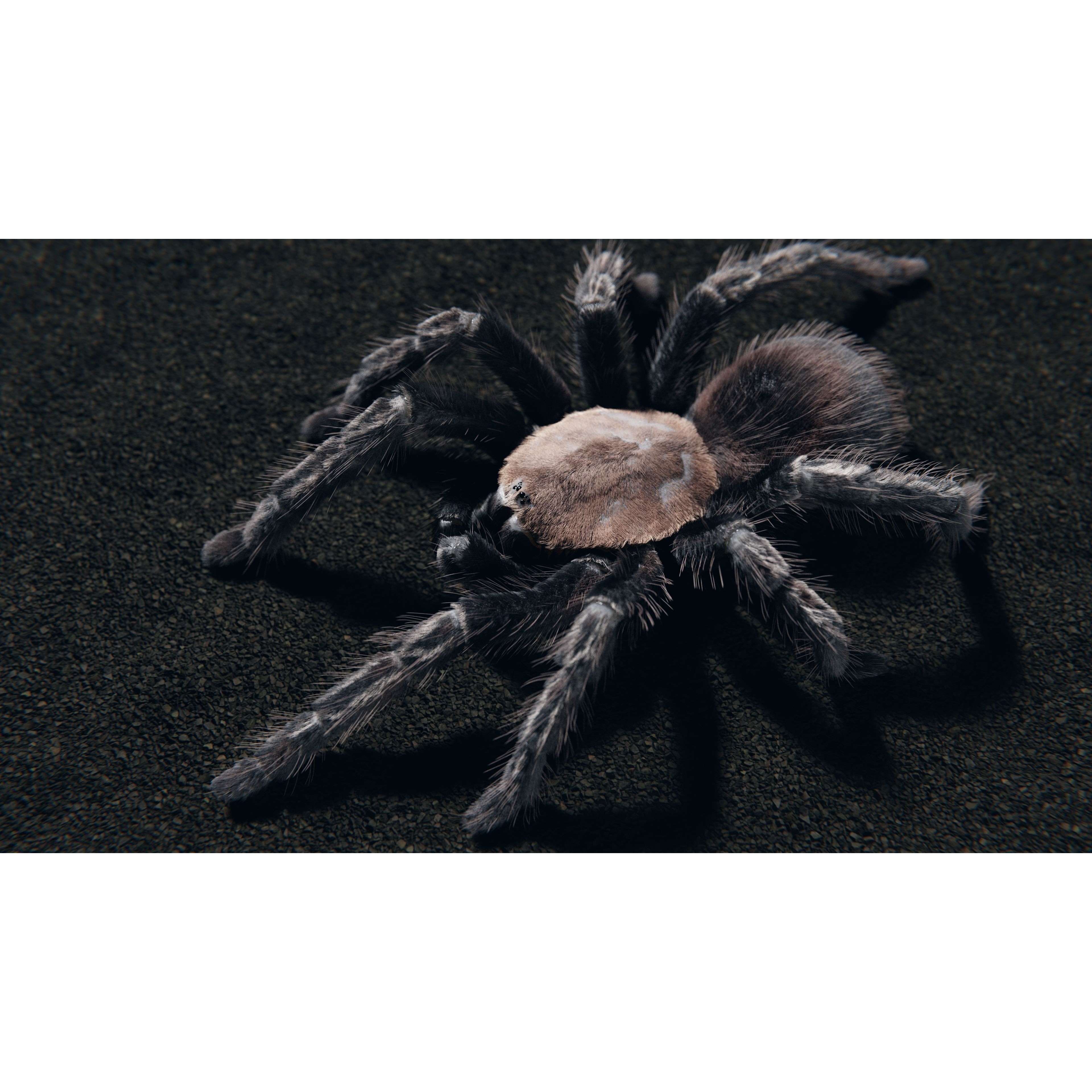 Skeleton Tarantula 3D Model – Rigged Animated Asset for Blender