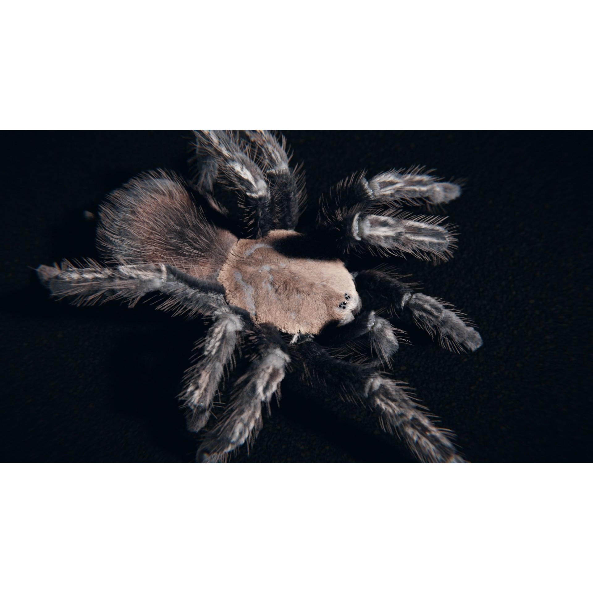 Skeleton Tarantula 3D Model – Rigged Animated Asset for Blender - View 10