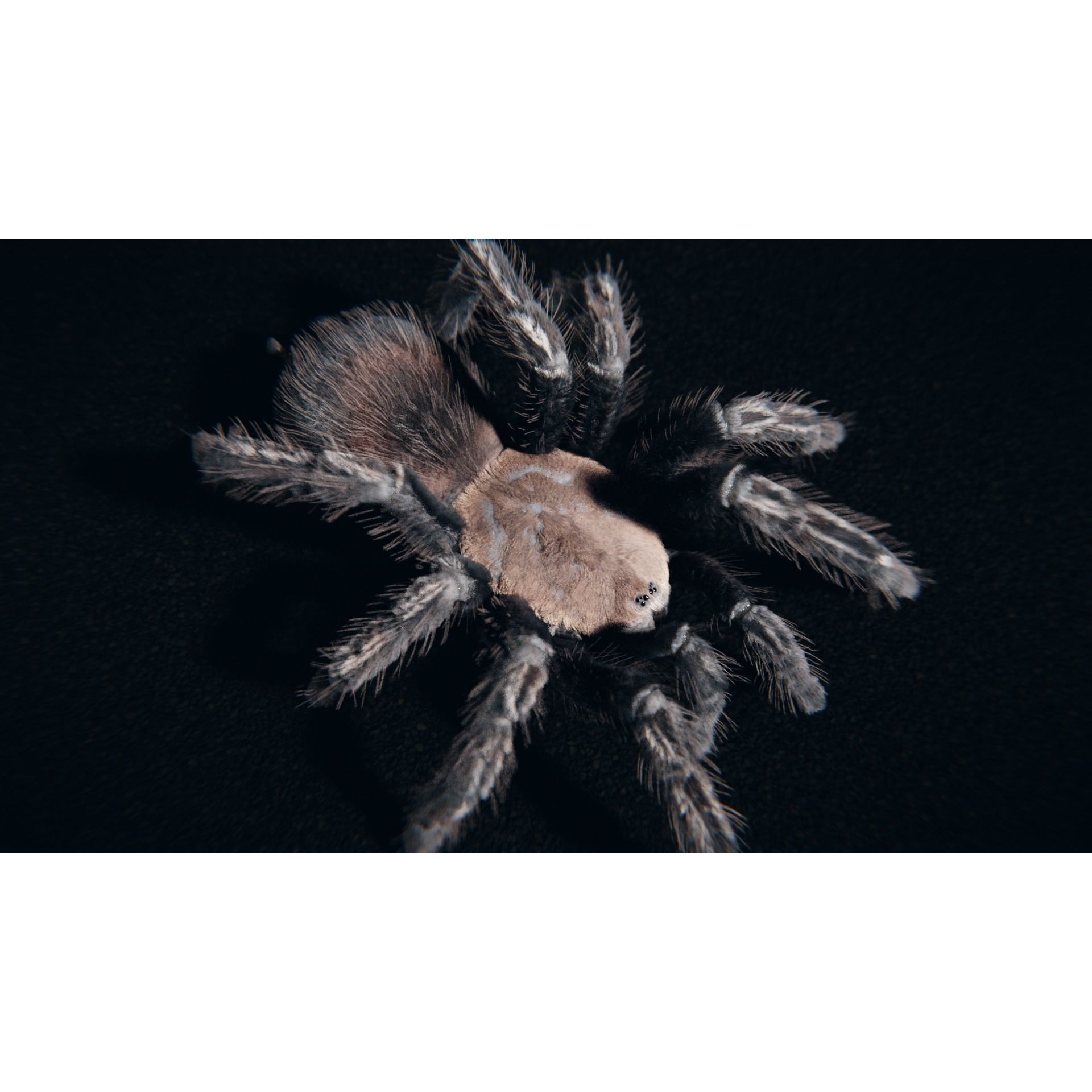 Skeleton Tarantula 3D Model – Rigged Animated Asset for Blender - View 11