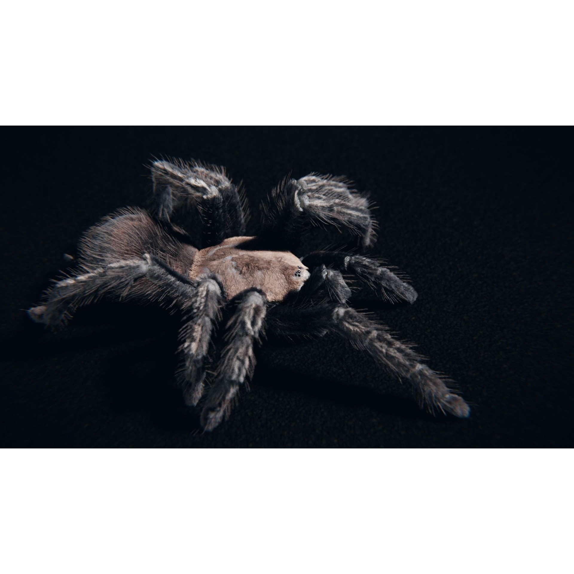 Skeleton Tarantula 3D Model – Rigged Animated Asset for Blender - View 12