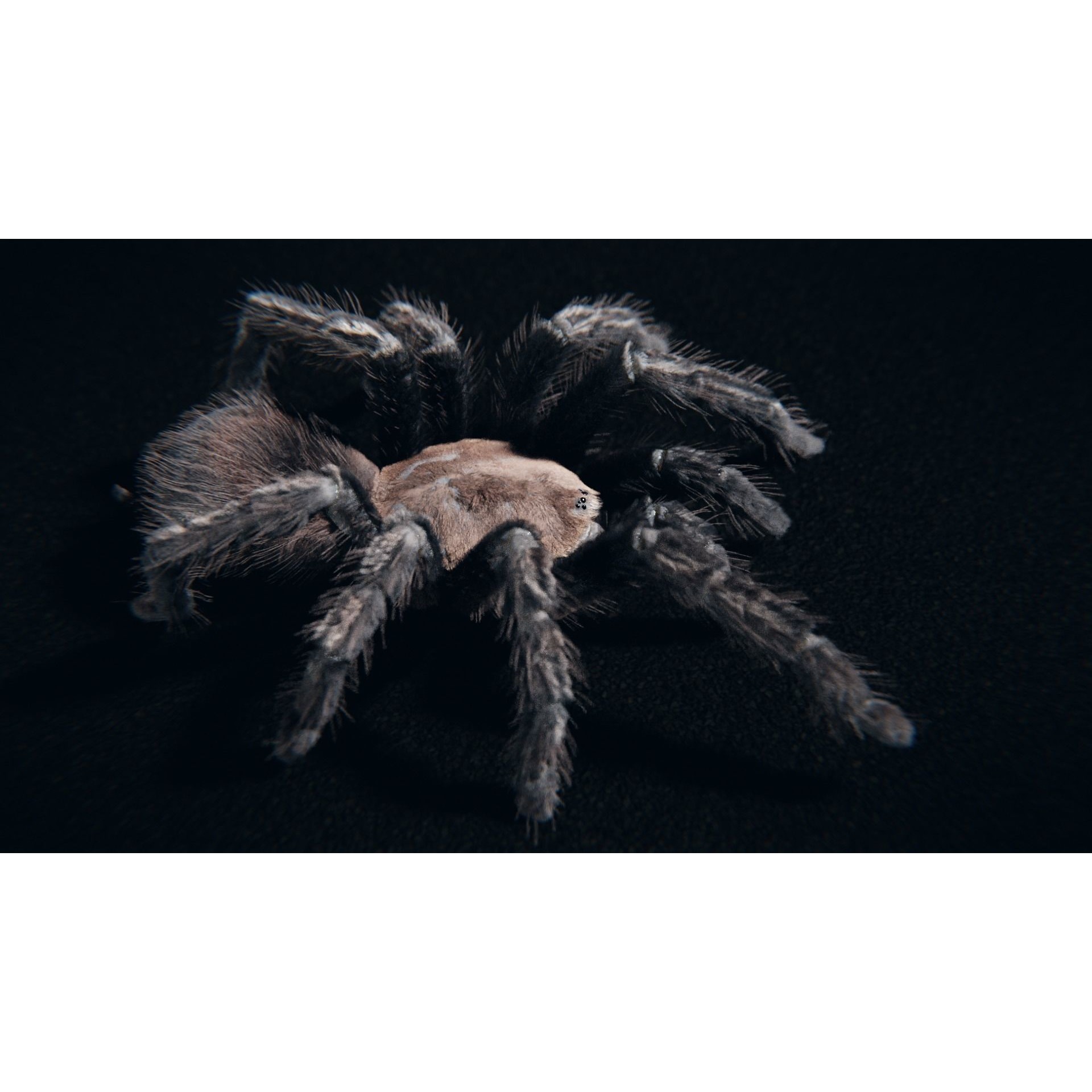 Skeleton Tarantula 3D Model – Rigged Animated Asset for Blender - View 13