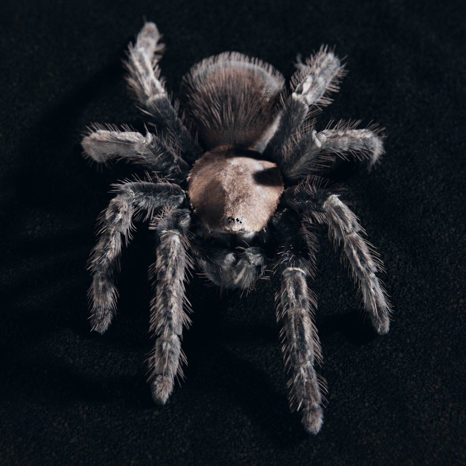 Skeleton Tarantula 3D Model – Rigged Animated Asset for Blender - View 14