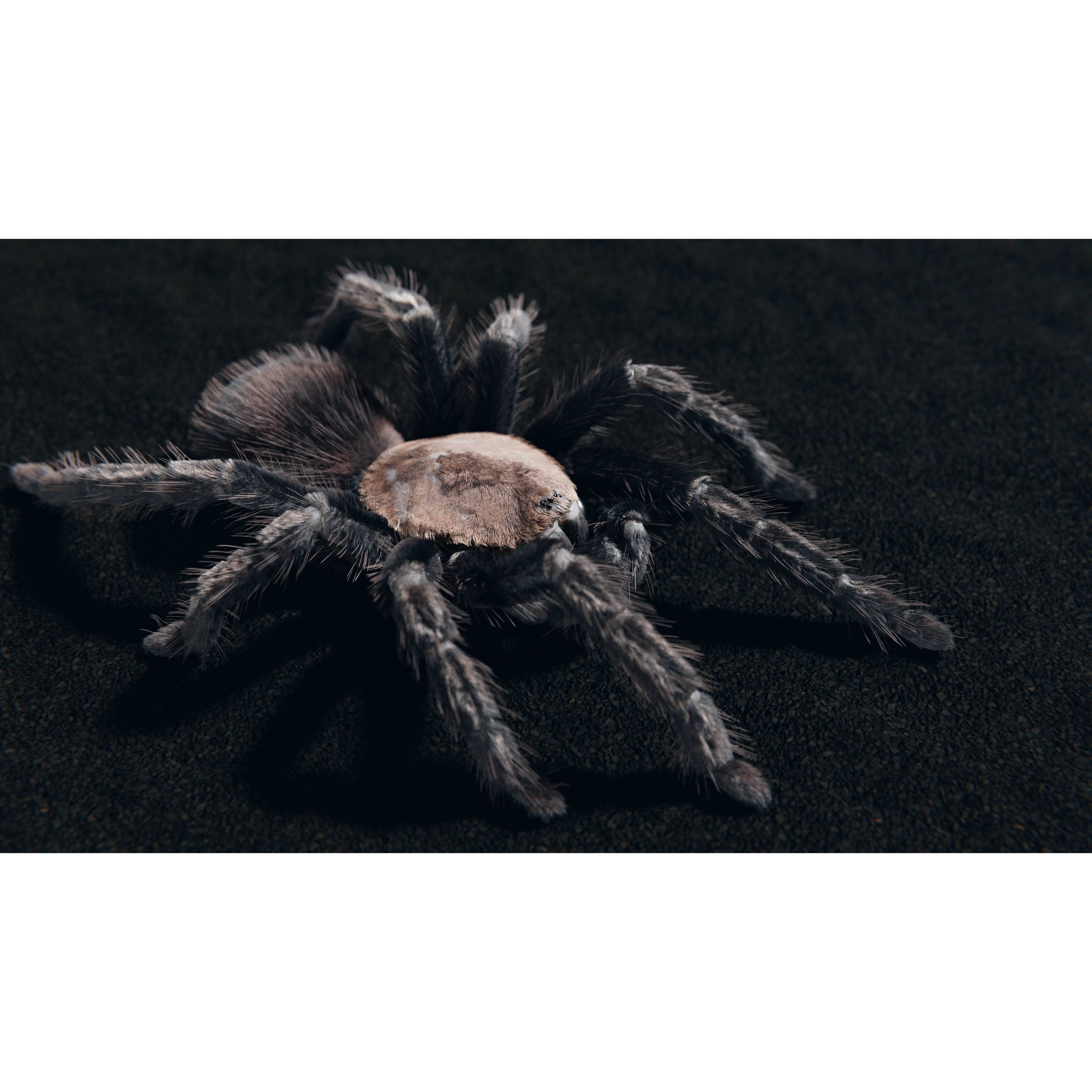 Skeleton Tarantula 3D Model – Rigged Animated Asset for Blender - View 3