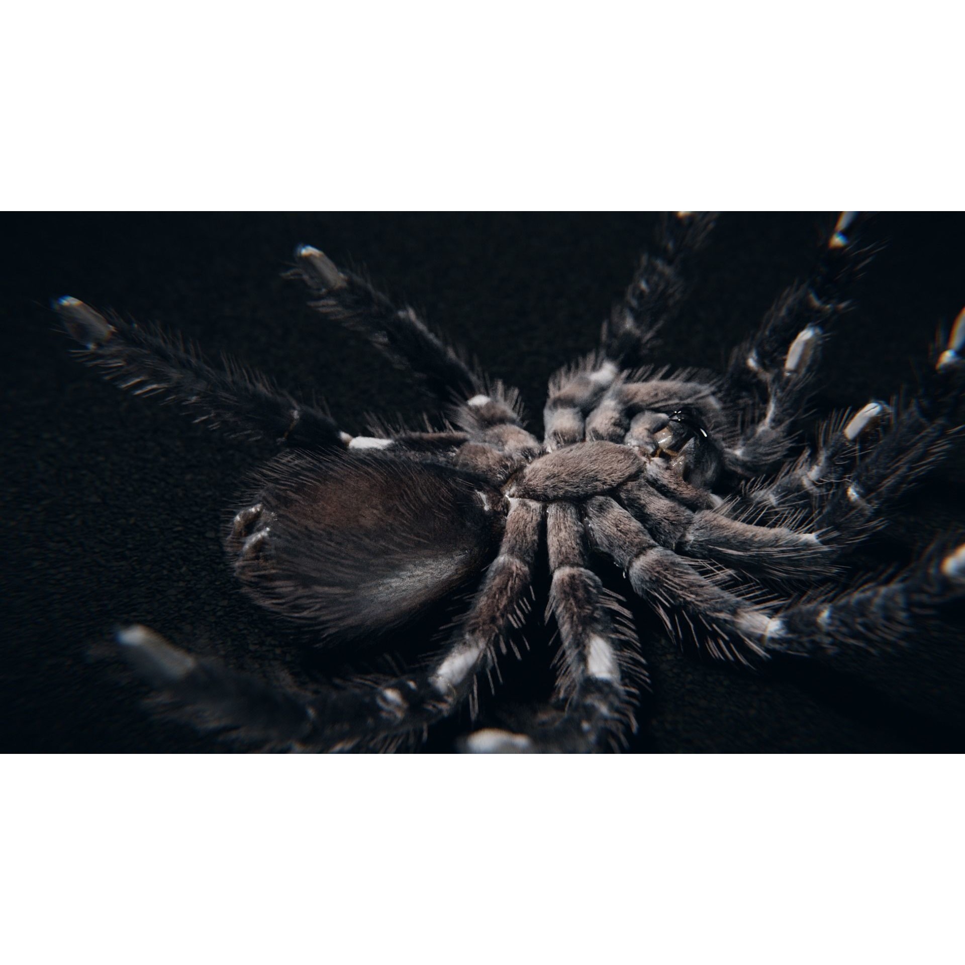 Skeleton Tarantula 3D Model – Rigged Animated Asset for Blender - View 4