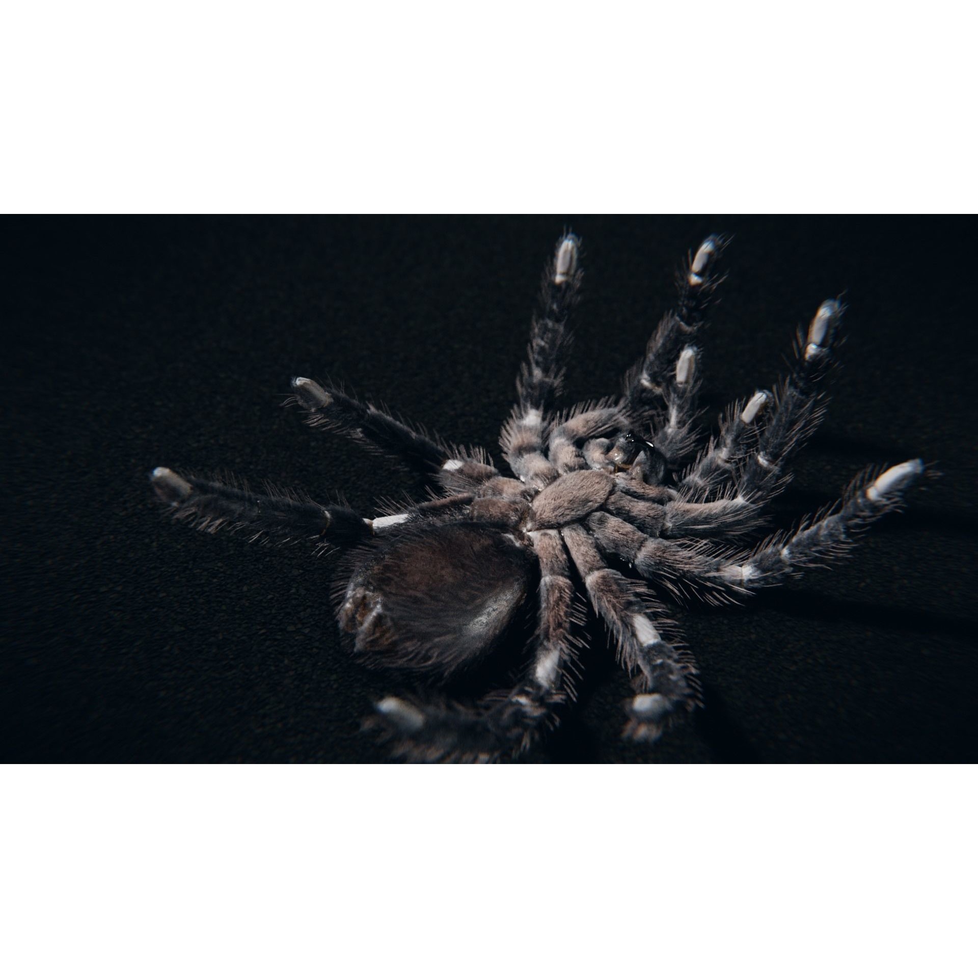 Skeleton Tarantula 3D Model – Rigged Animated Asset for Blender - View 5