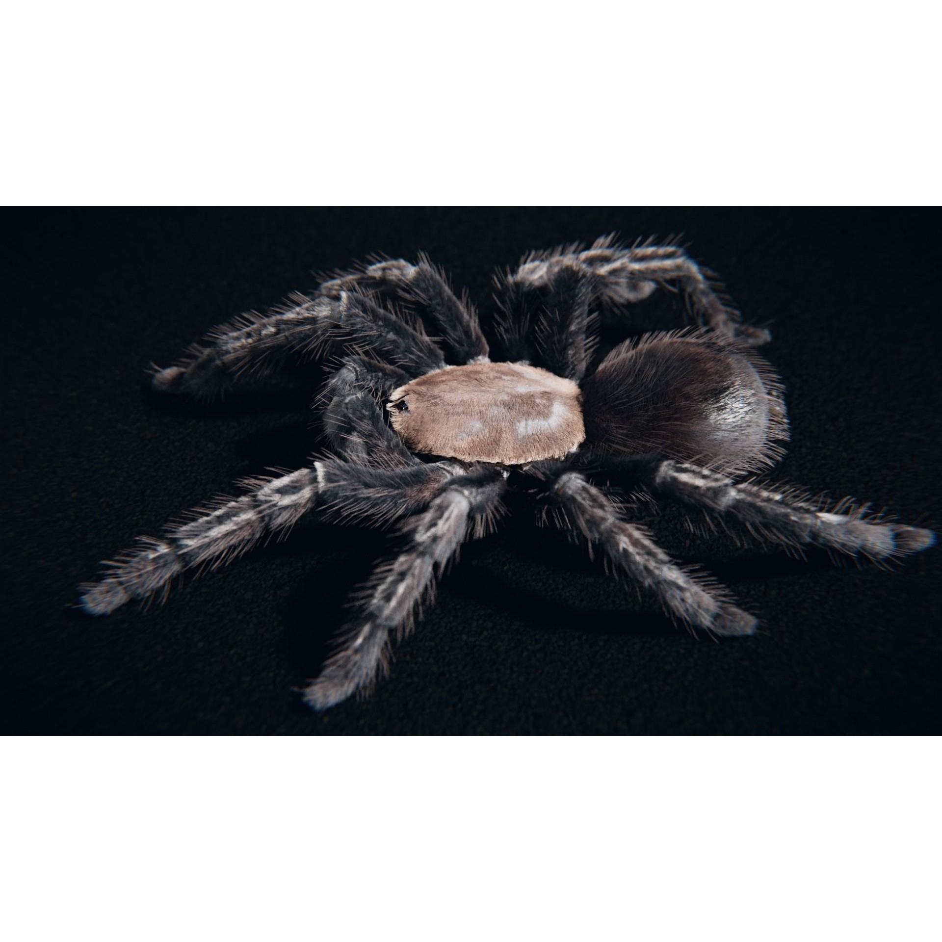Skeleton Tarantula 3D Model – Rigged Animated Asset for Blender - View 6