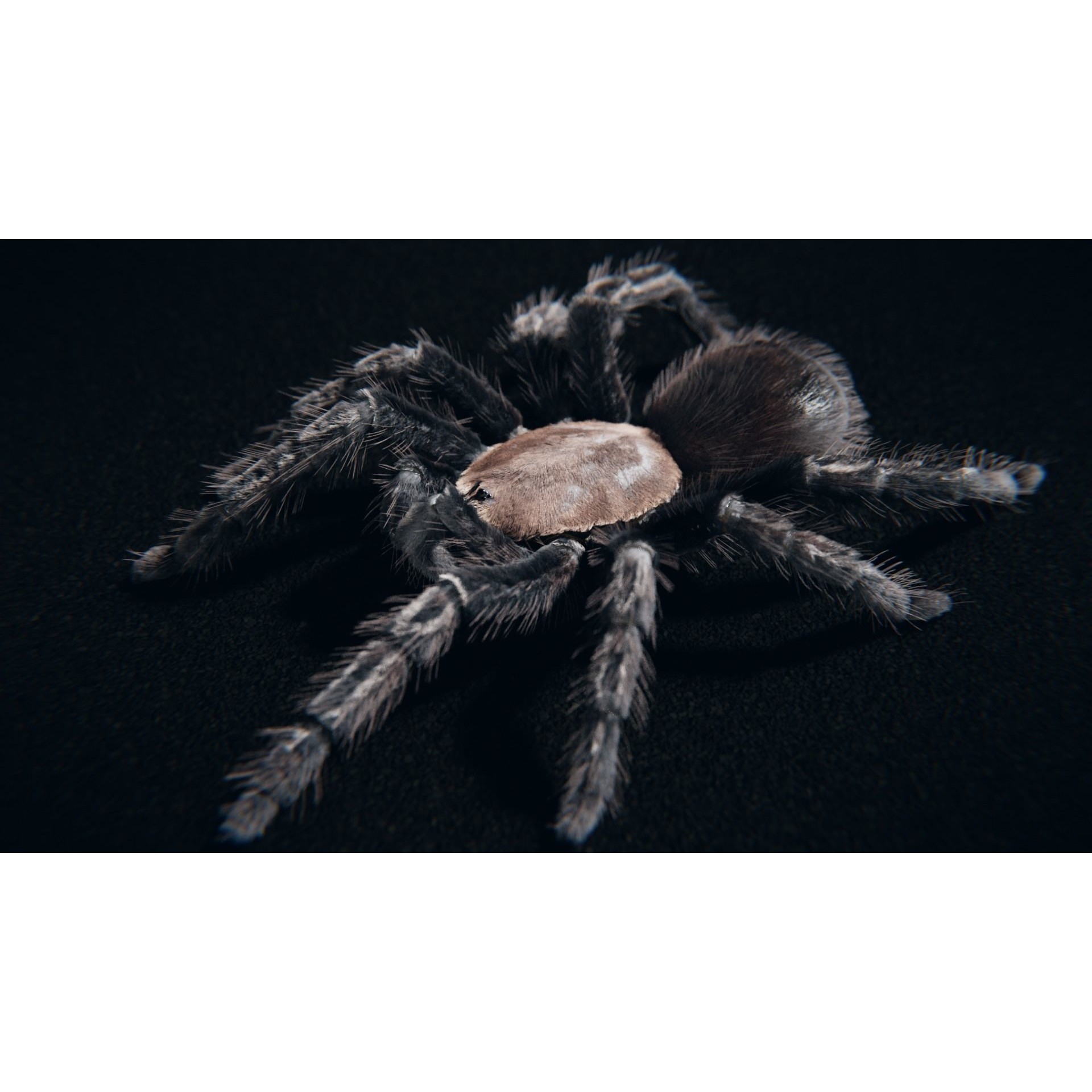 Skeleton Tarantula 3D Model – Rigged Animated Asset for Blender - View 7