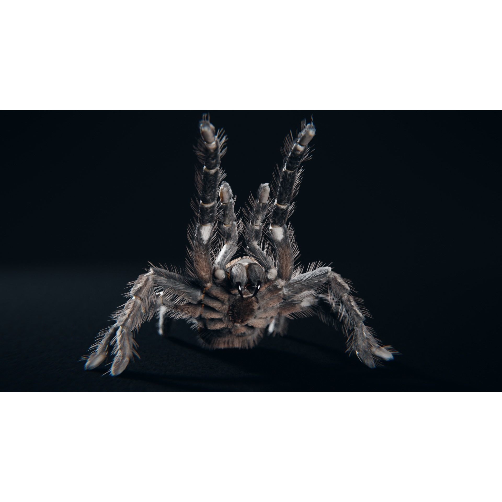 Skeleton Tarantula 3D Model – Rigged Animated Asset for Blender - View 8