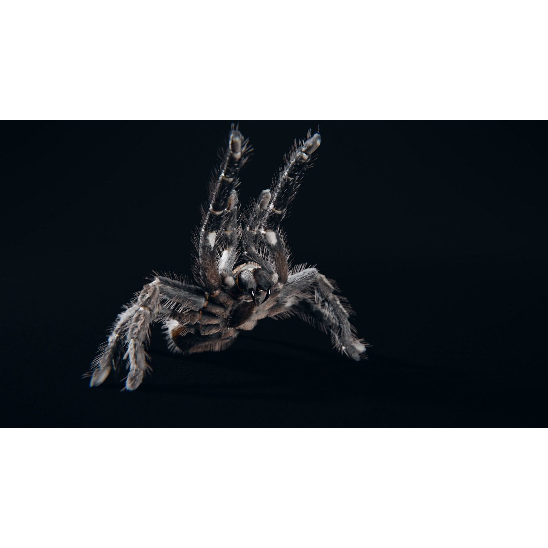 Skeleton Tarantula 3D Model – Rigged Animated Asset for Blender - View 9