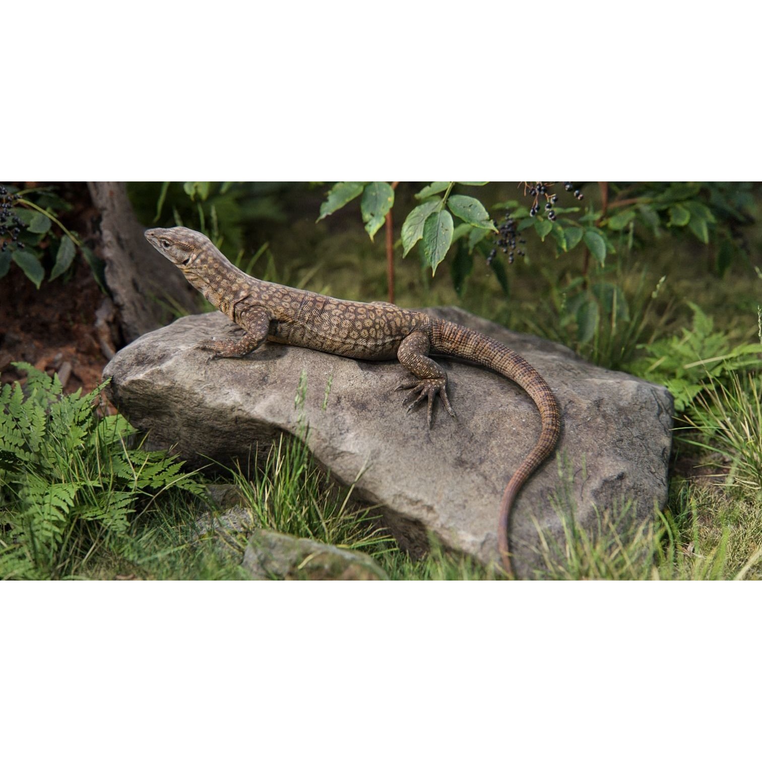 Ackie Monitor Lizard 3D Model – Realistic Rigged Animation, FBX - View 4