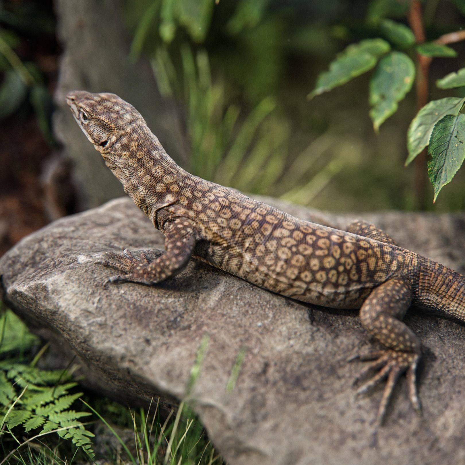 Ackie Monitor Lizard 3D Model – Realistic Rigged Animation, FBX - View 5