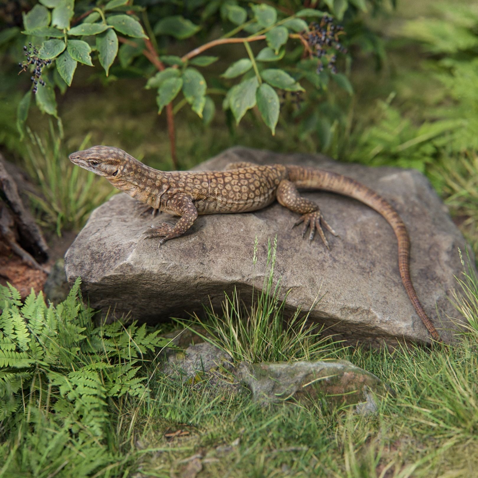 Ackie Monitor Lizard 3D Model – Realistic Rigged Animation, FBX - View 6