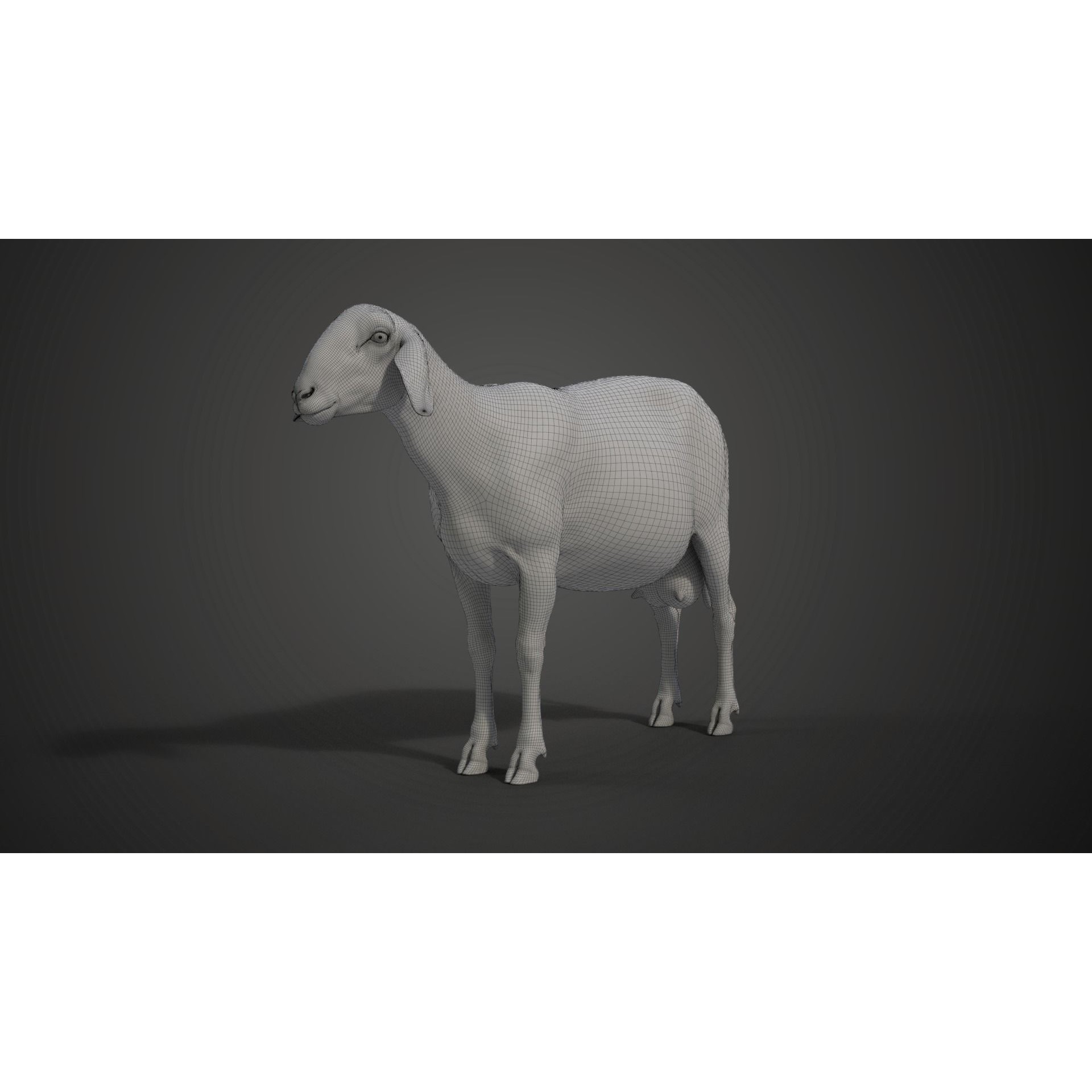 Assaf Sheep 3D Model – Rigged Animal with Animation, Blender