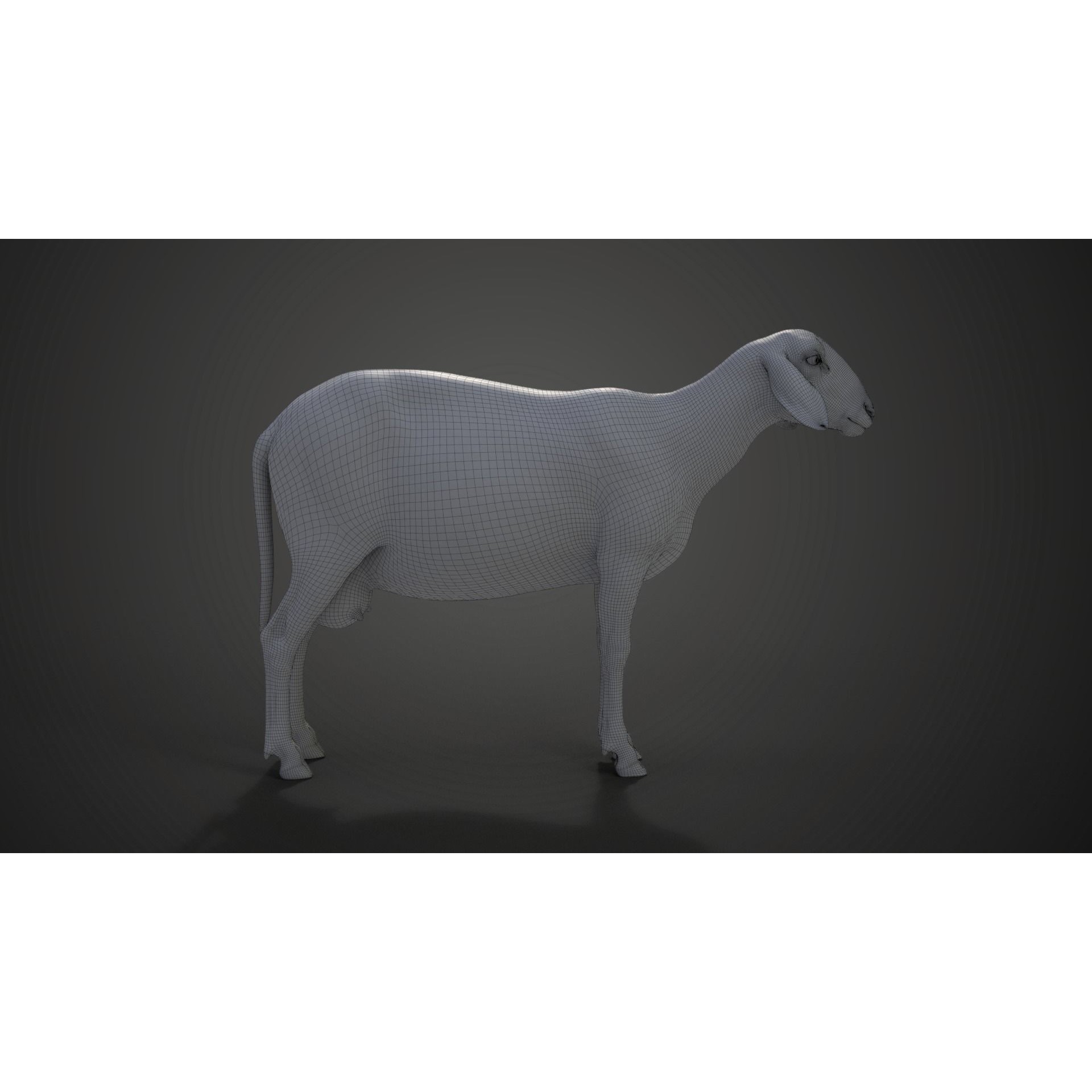 Assaf Sheep 3D Model – Rigged Animal with Animation, Blender - View 18