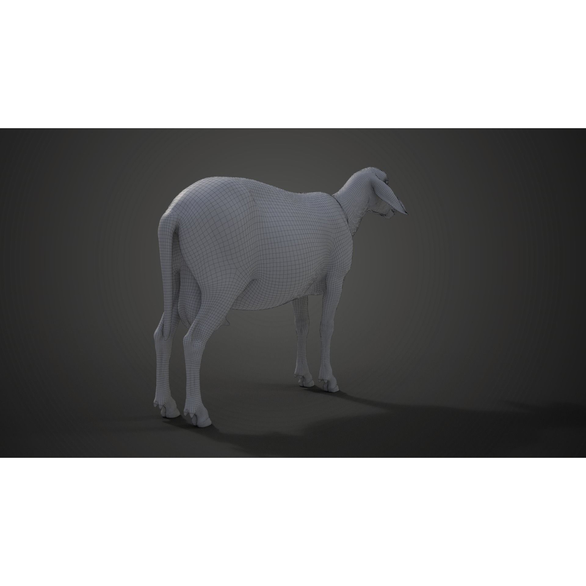 Assaf Sheep 3D Model – Rigged Animal with Animation, Blender - View 19