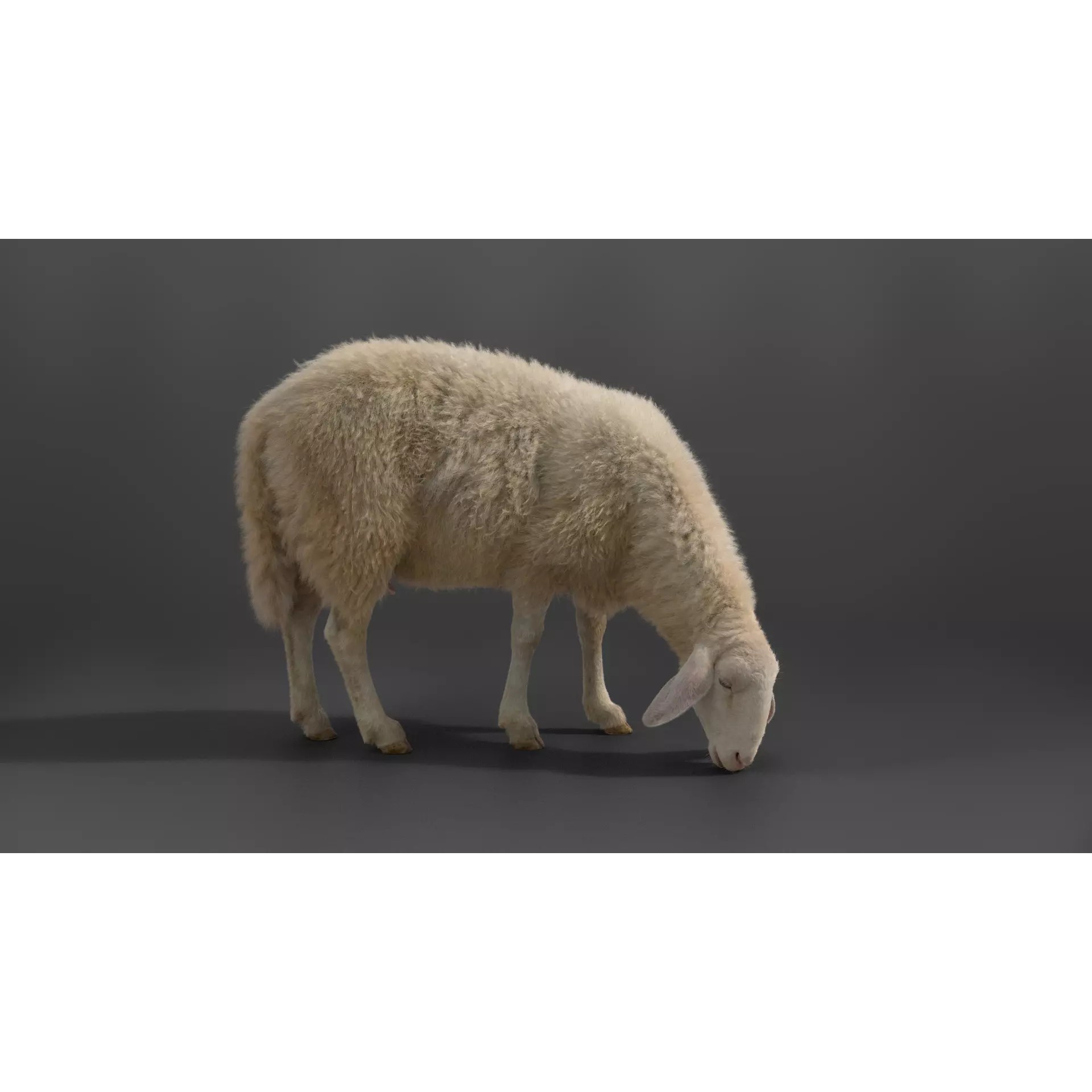 Assaf Sheep 3D Model – Rigged Animal with Animation, Blender - View 2