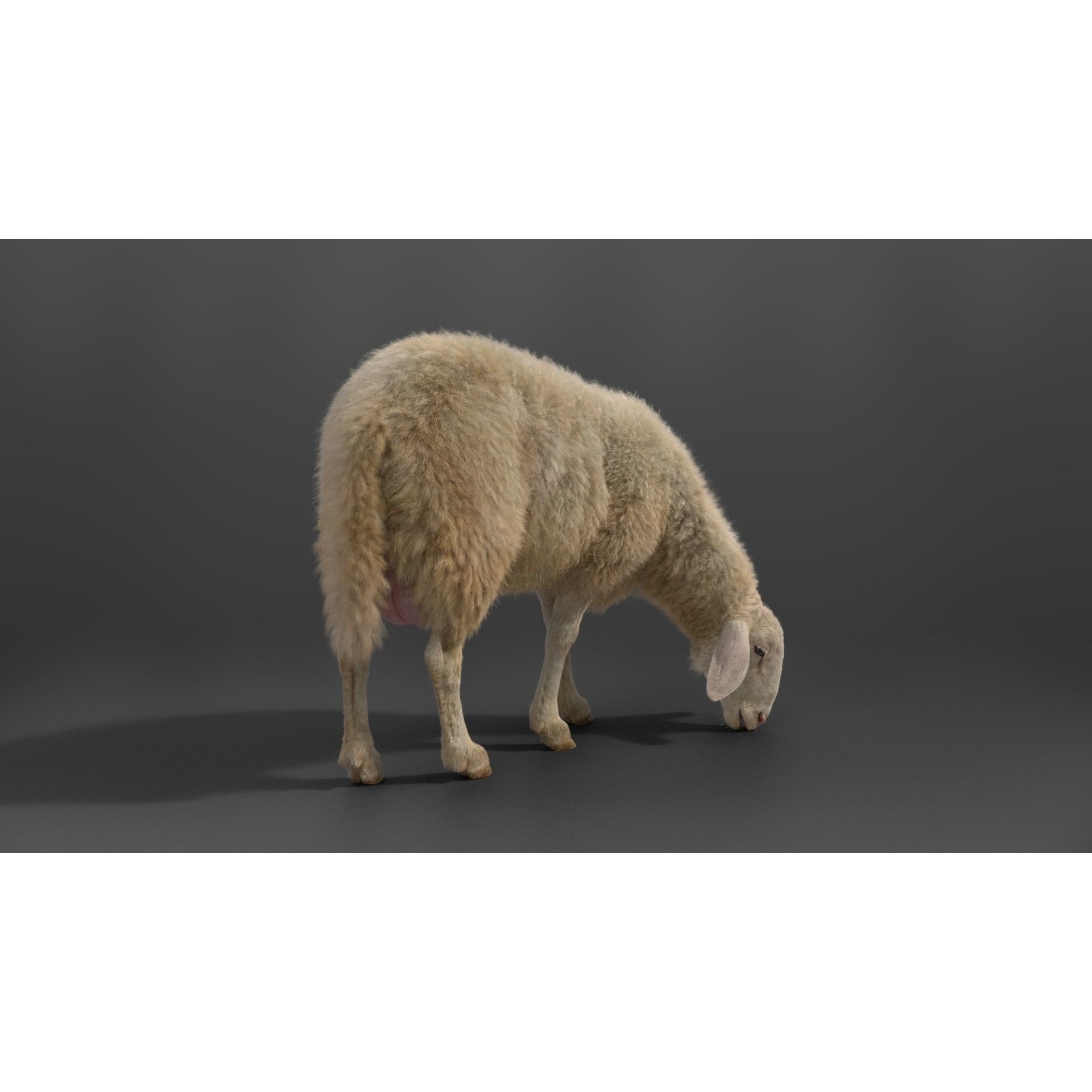 Assaf Sheep 3D Model – Rigged Animal with Animation, Blender - View 3