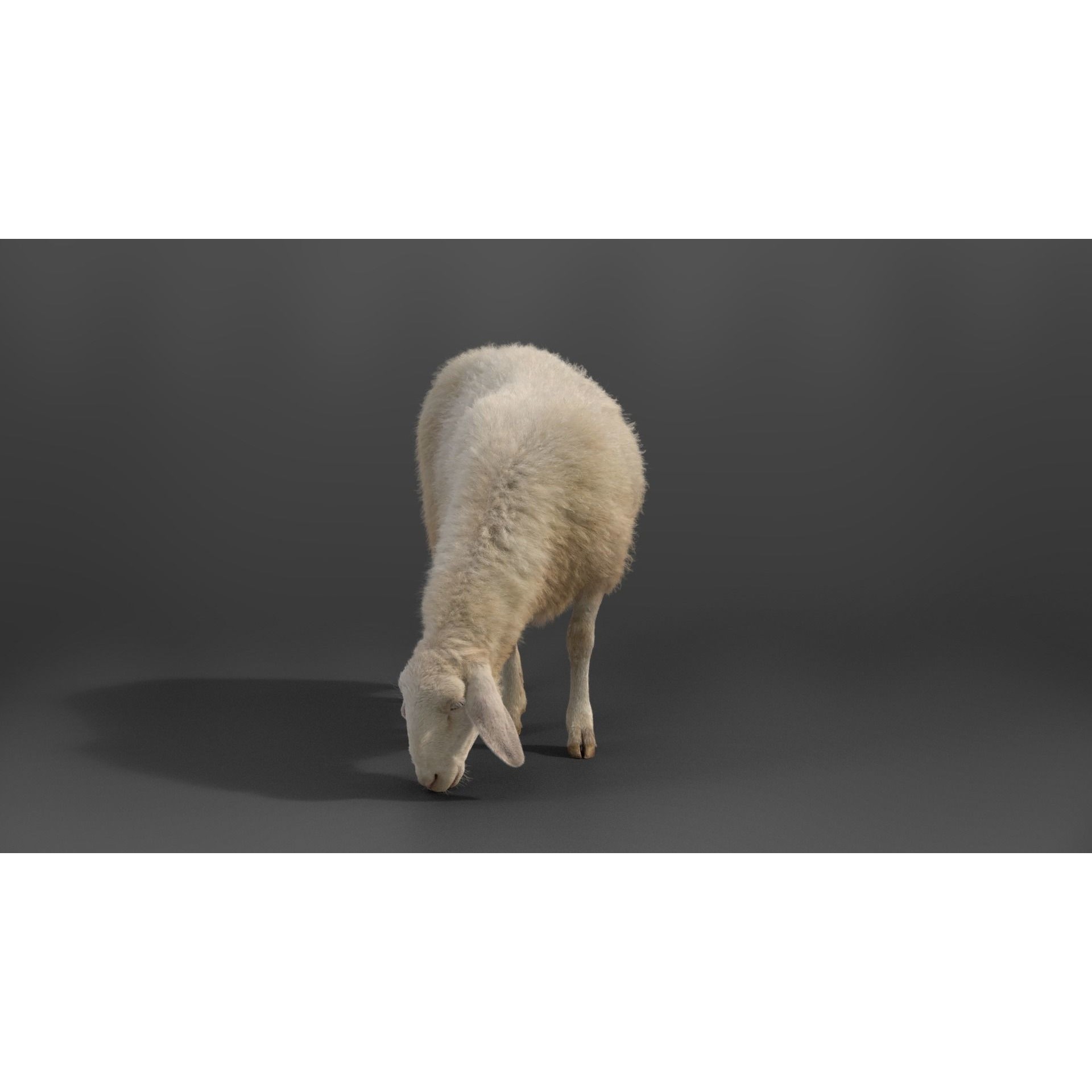 Assaf Sheep 3D Model – Rigged Animal with Animation, Blender - View 4