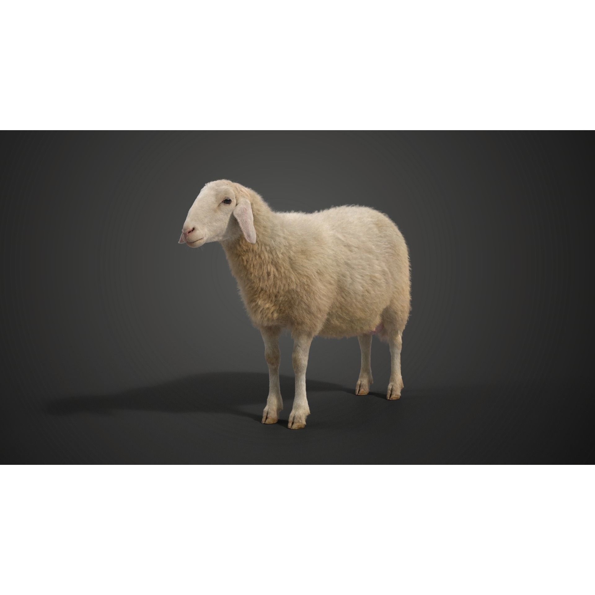 Assaf Sheep 3D Model – Rigged Animal with Animation, Blender - View 5