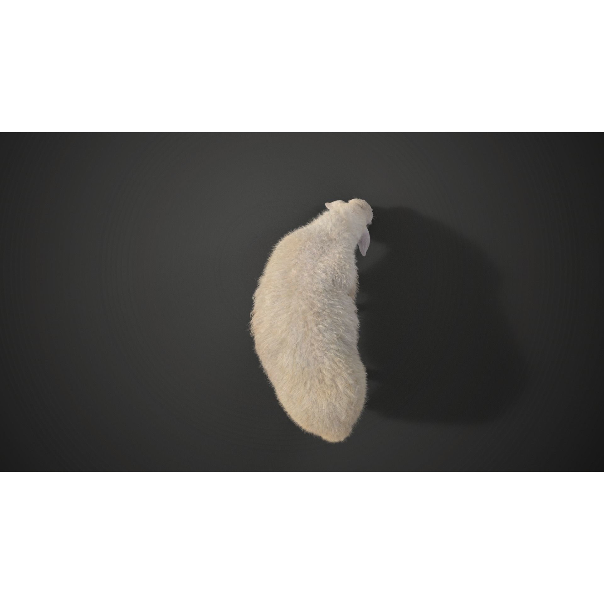 Assaf Sheep 3D Model – Rigged Animal with Animation, Blender - View 6