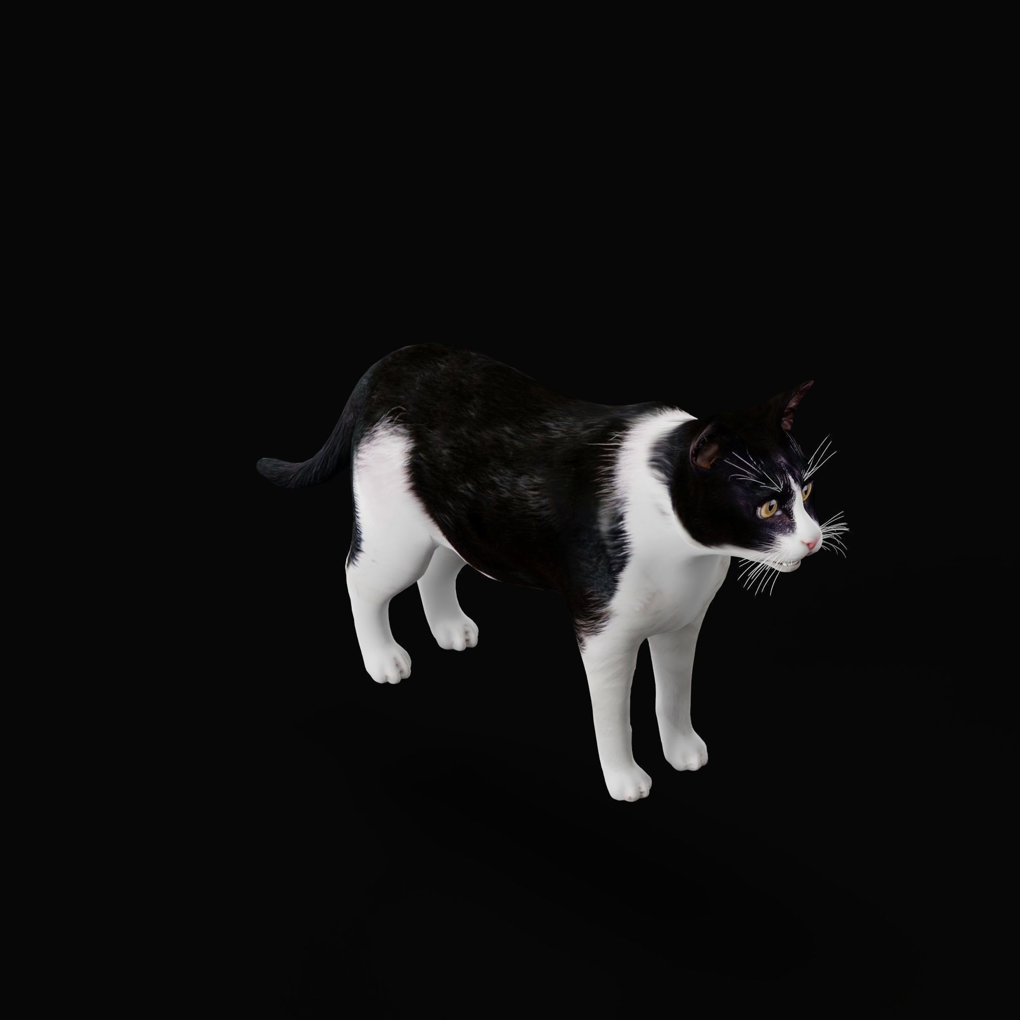 Cats 3D Model – Low Poly Game Ready with 27 Animations, FBX - View 17