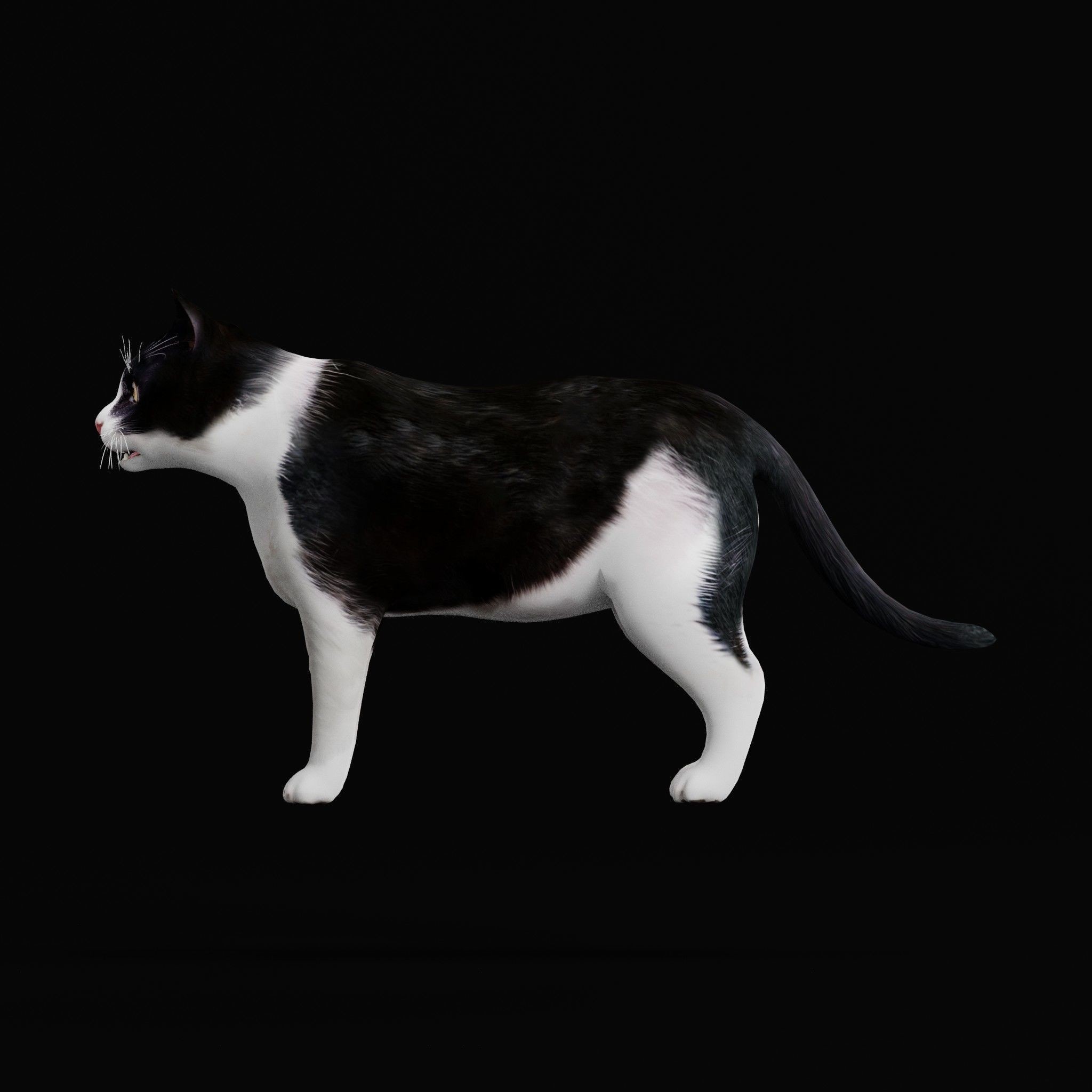 Cats 3D Model – Low Poly Game Ready with 27 Animations, FBX - View 21