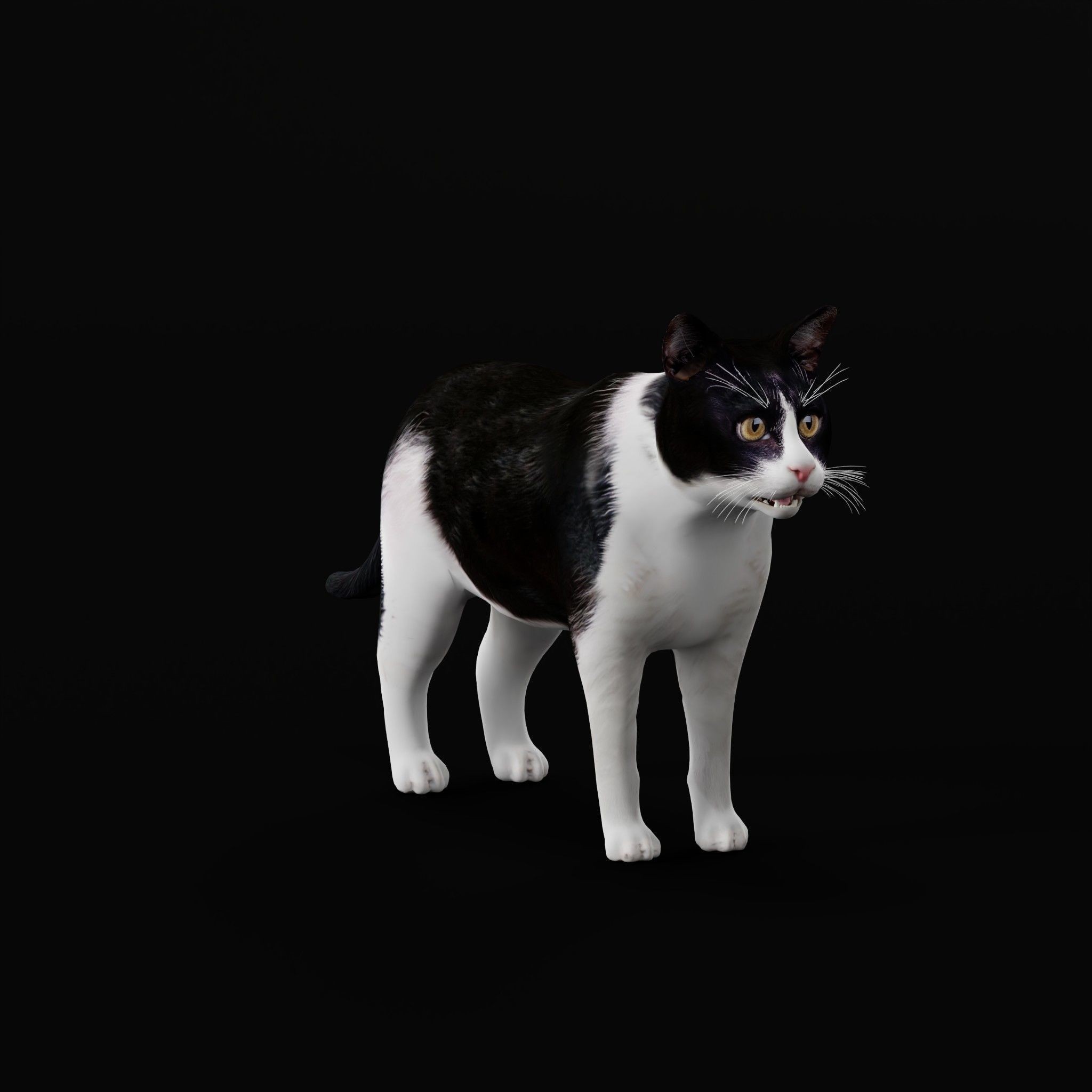 Cats 3D Model – Low Poly Game Ready with 27 Animations, FBX - View 22