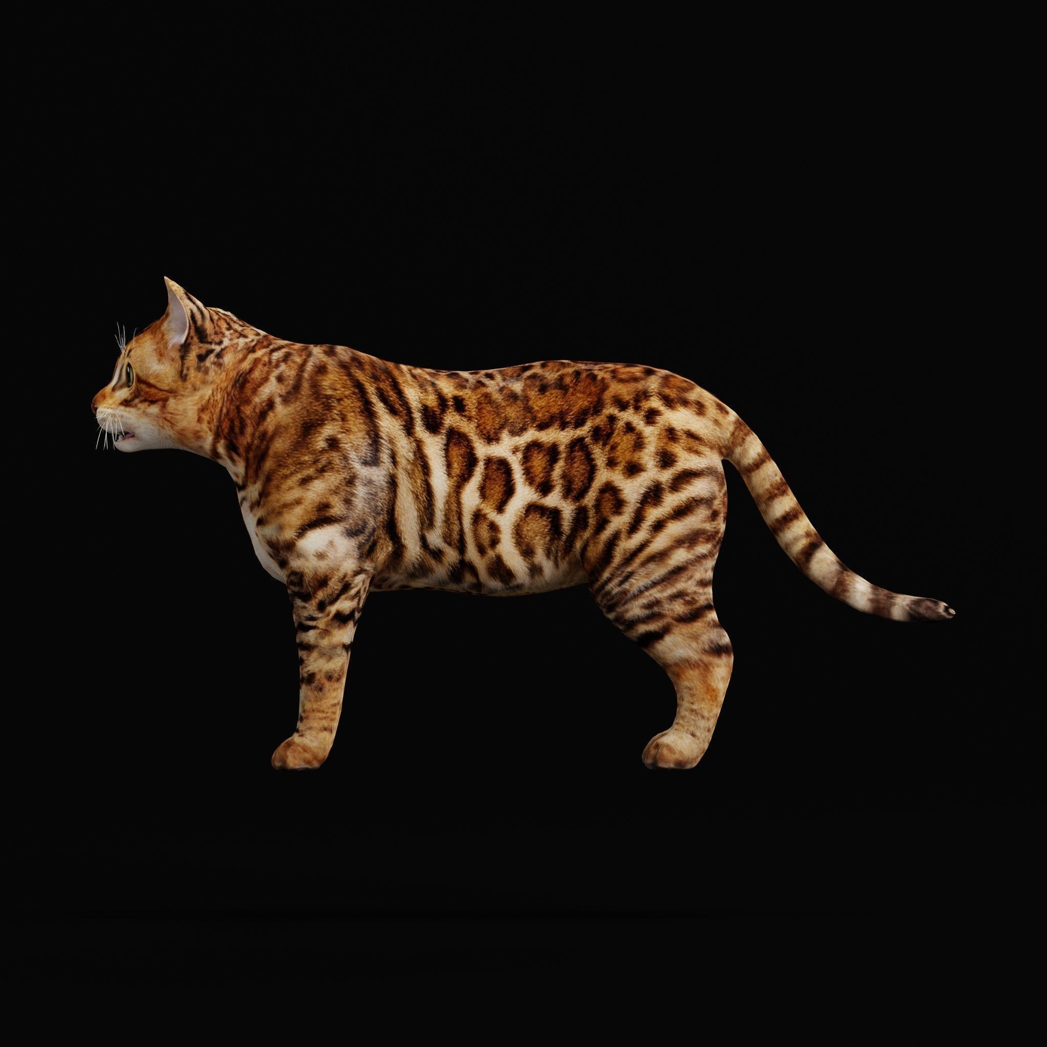 Cats 3D Model – Low Poly Game Ready with 27 Animations, FBX - View 24