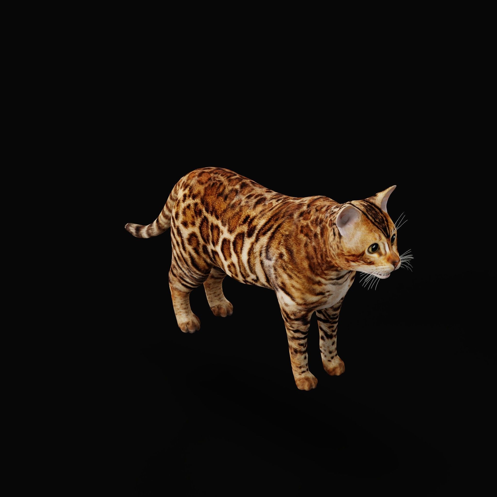 Cats 3D Model – Low Poly Game Ready with 27 Animations, FBX - View 27