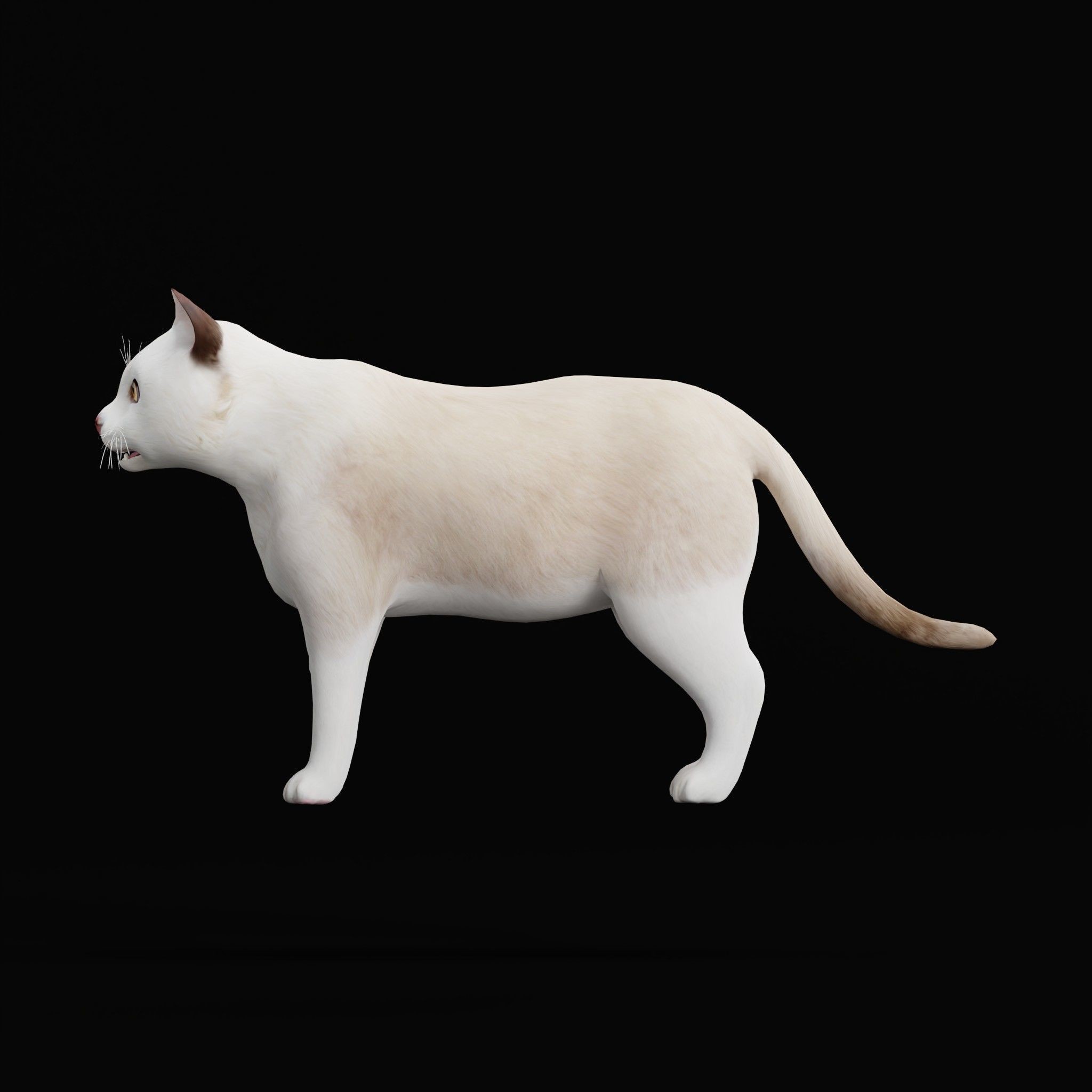 Cats 3D Model – Low Poly Game Ready with 27 Animations, FBX - View 44