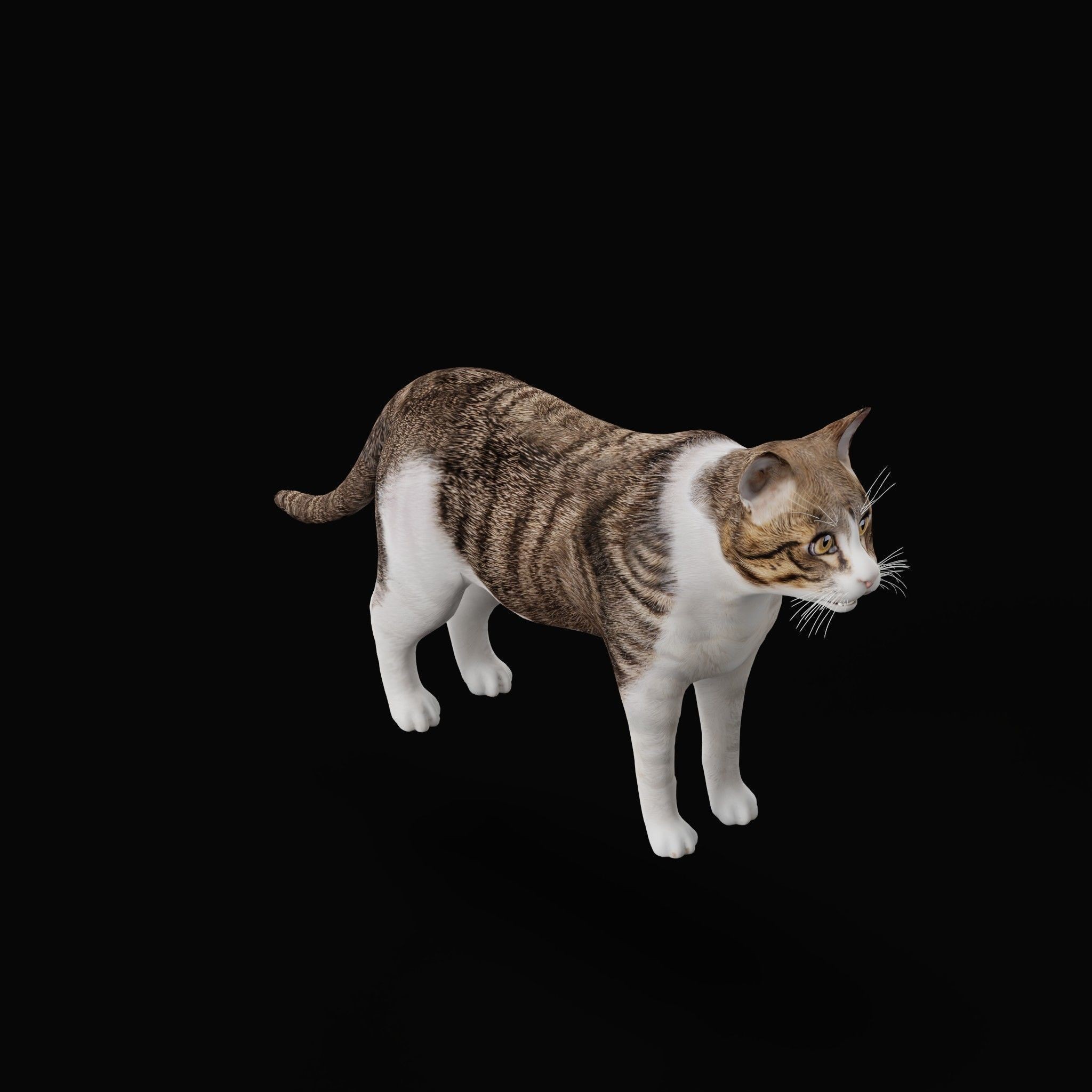 Cats 3D Model – Low Poly Game Ready with 27 Animations, FBX - View 46