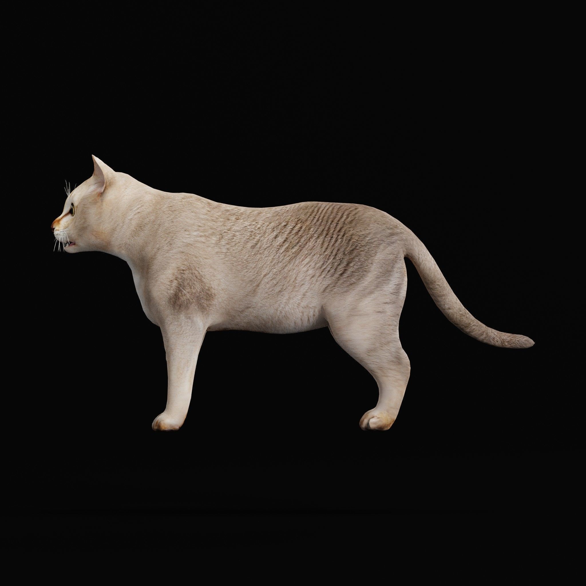 Cats 3D Model – Low Poly Game Ready with 27 Animations, FBX - View 47