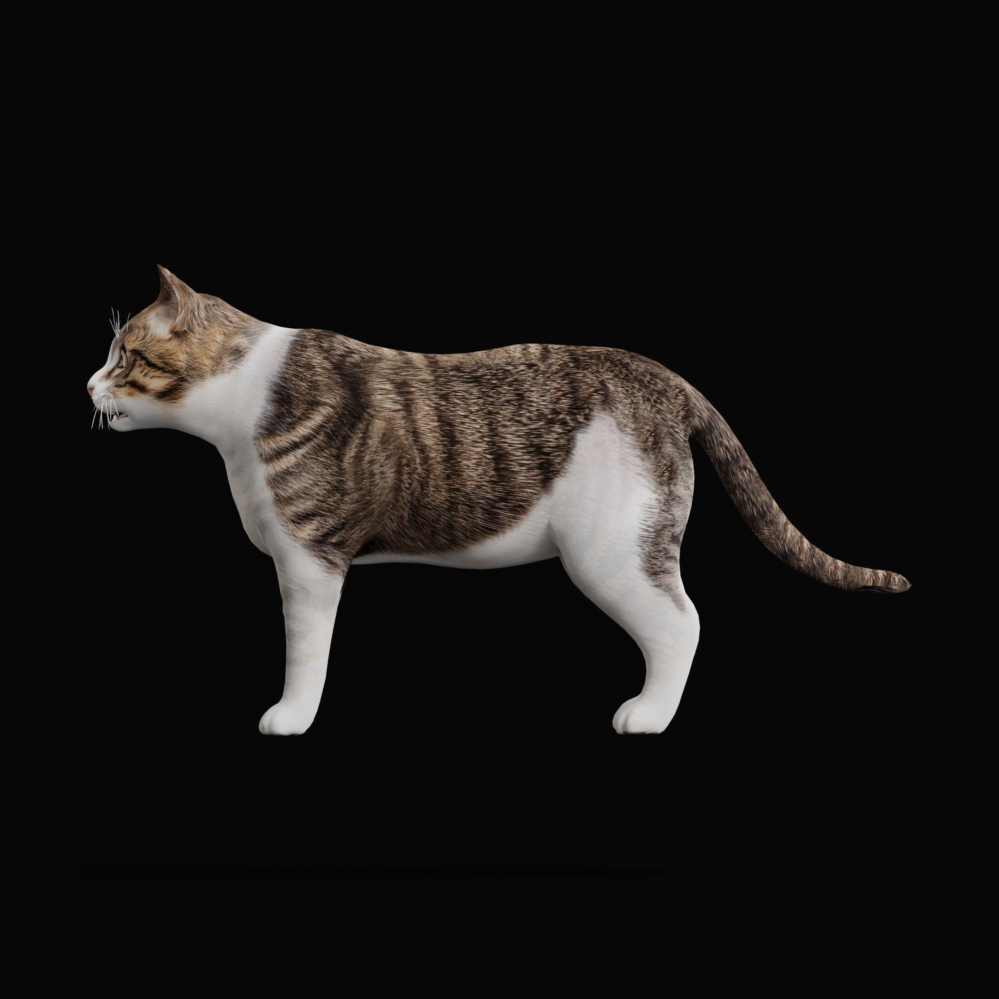 Cats 3D Model – Low Poly Game Ready with 27 Animations, FBX - View 51