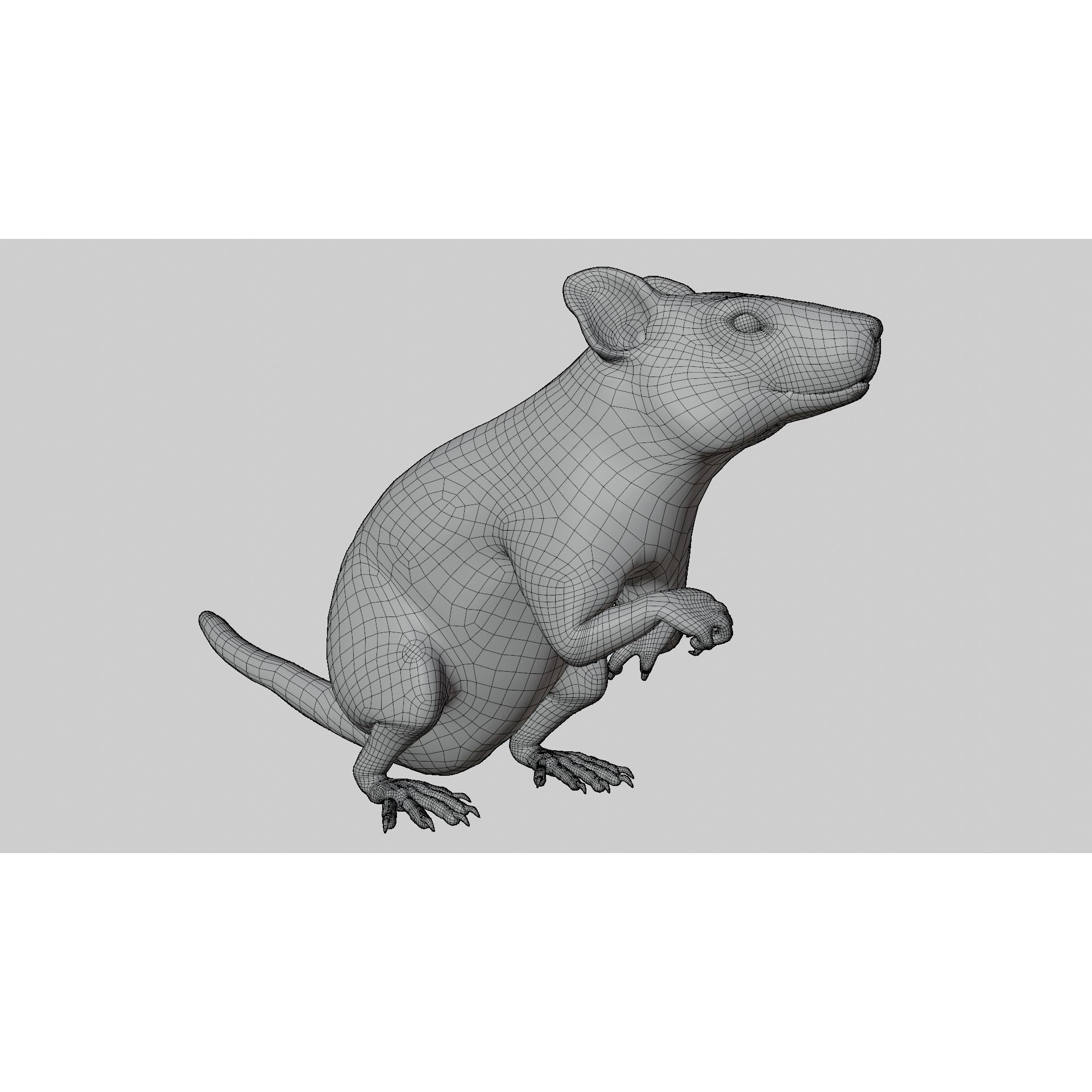 Rat 3D Model – Rigged PBR Asset for VFX and Animation - View 13