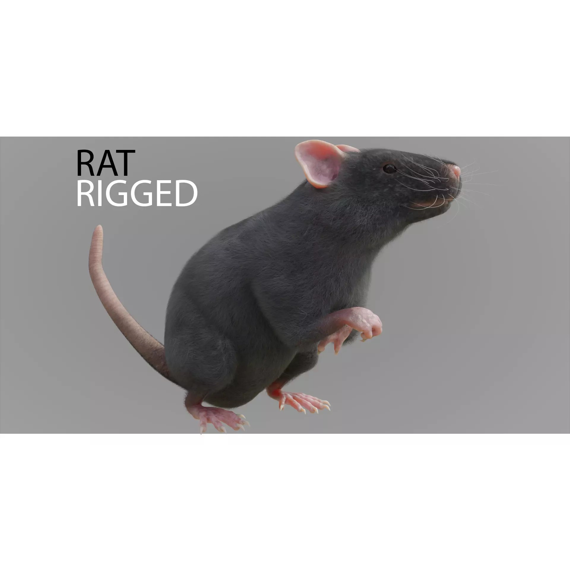 Rat 3D Model – Rigged PBR Asset for VFX and Animation - View 2
