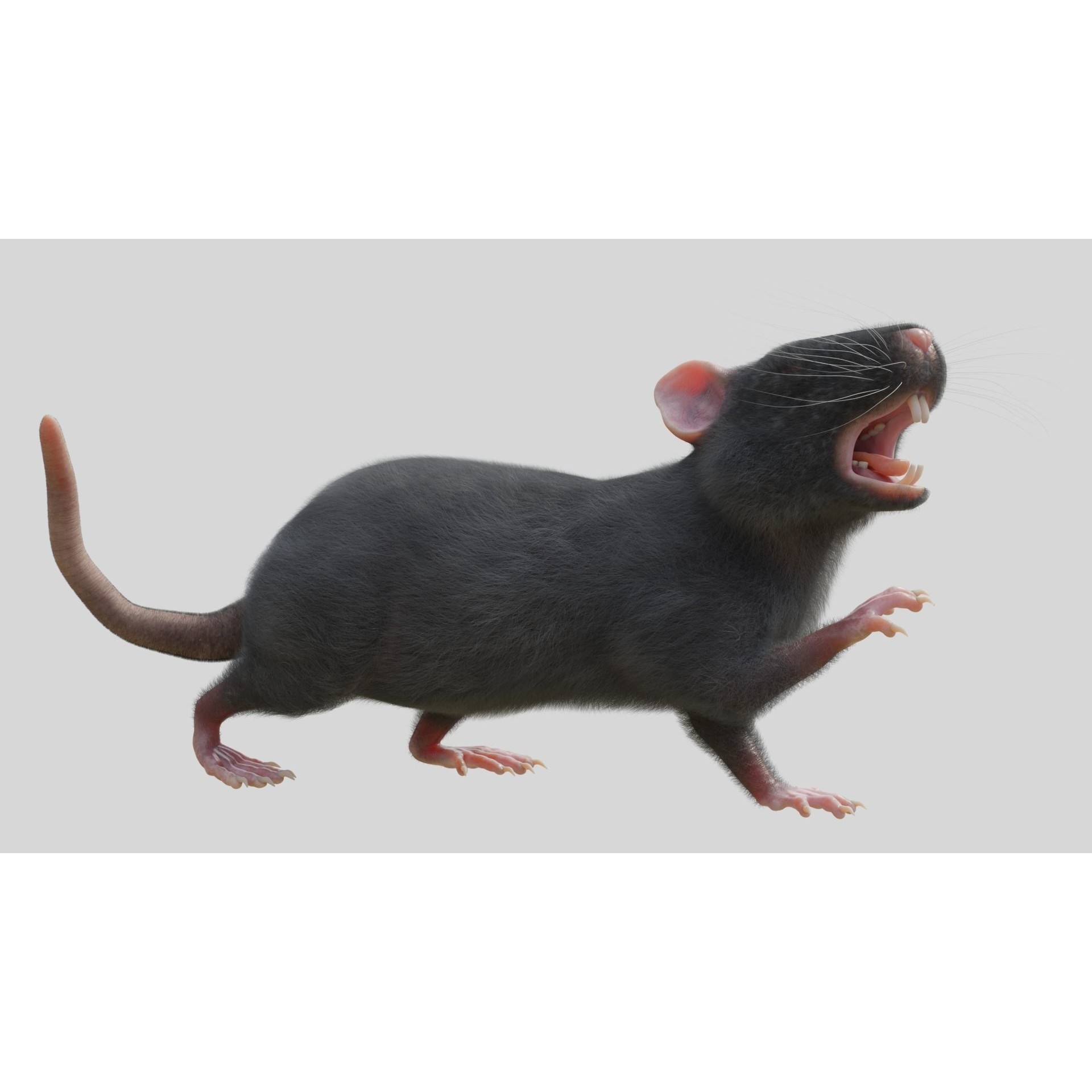 Rat 3D Model – Rigged PBR Asset for VFX and Animation - View 3