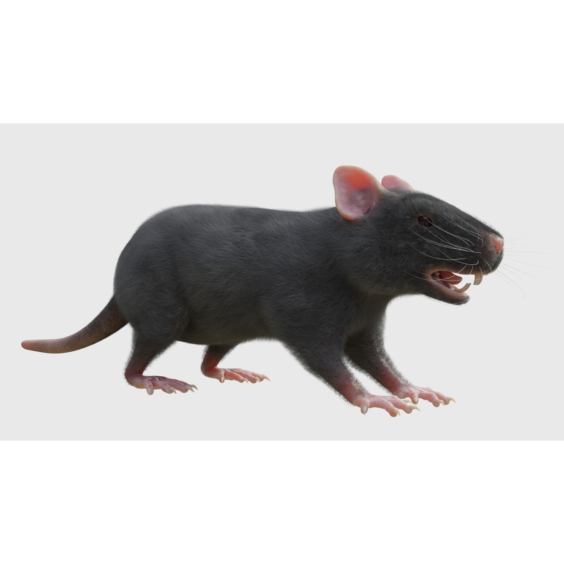 Rat 3D Model – Rigged PBR Asset for VFX and Animation - View 4